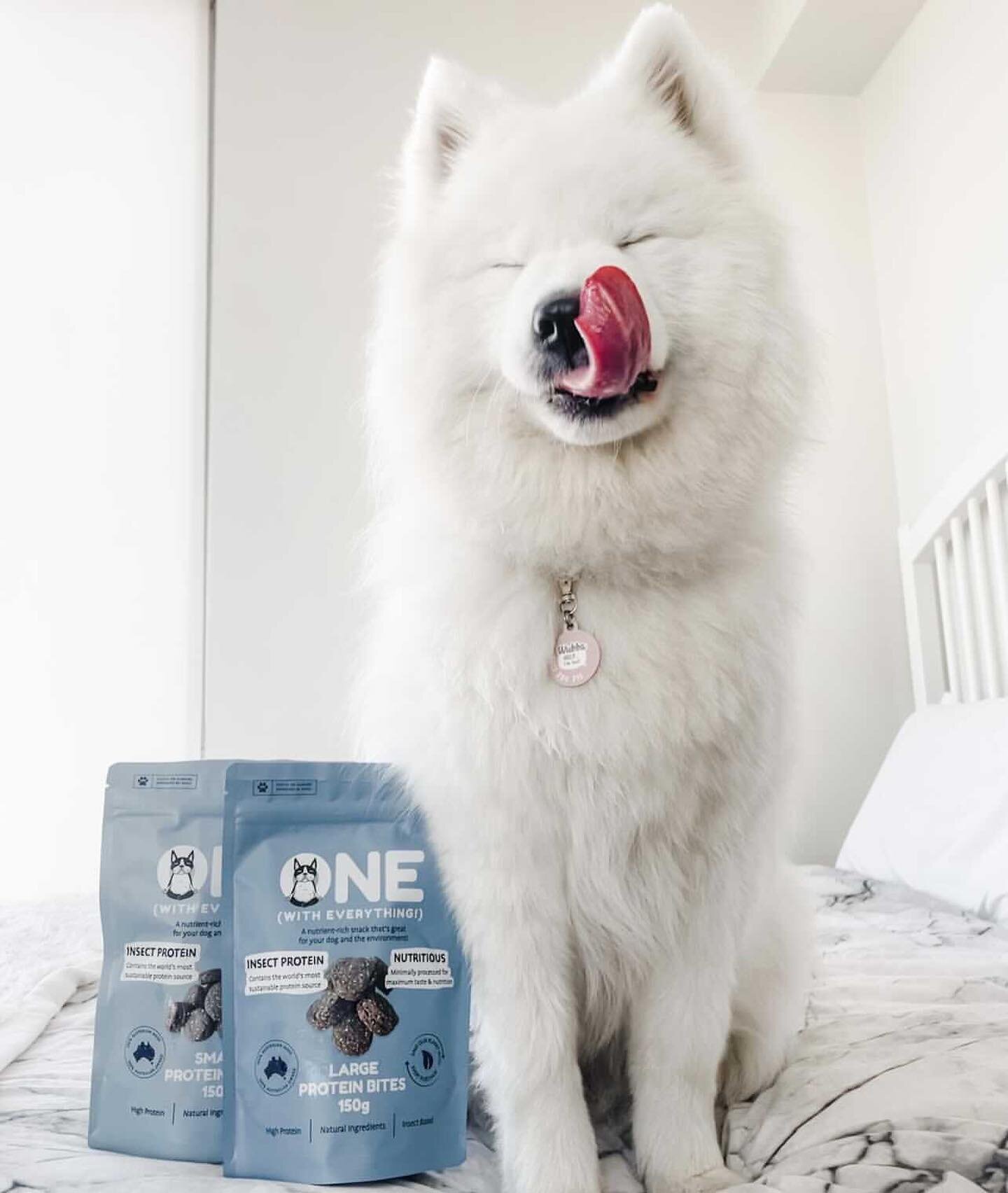 Delicious, Nutritious and Carbon Neutral treats in bed.. does it get any better? 

#onepets #samoyed #wubba #carbonneutral #insectprotein #bsfl #circulareconomy #australianmade #ecodog