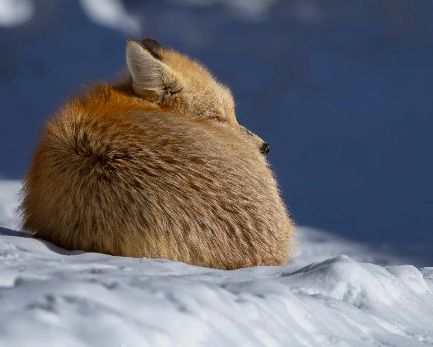 Winter Solitude