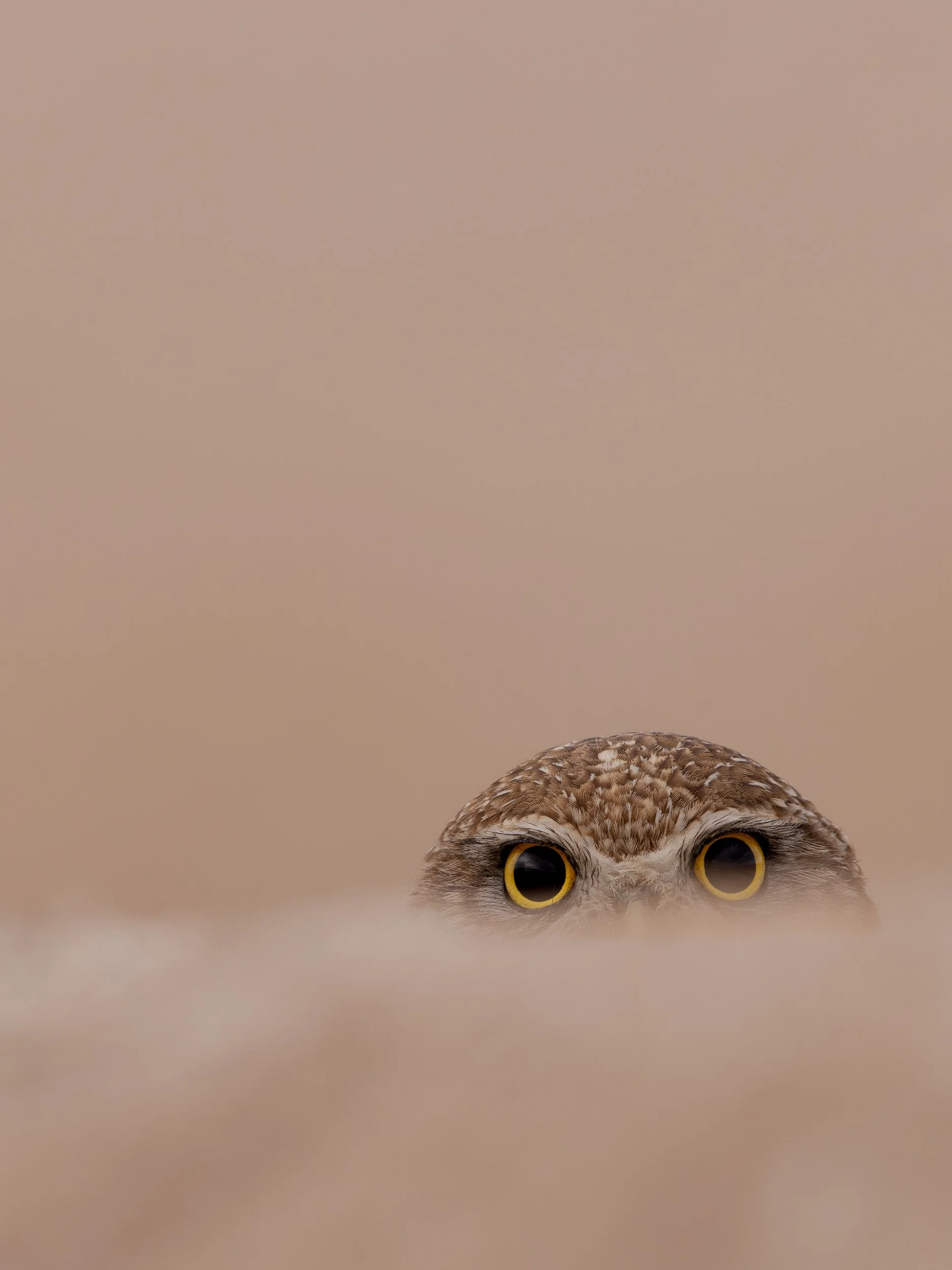 Golden Eyes