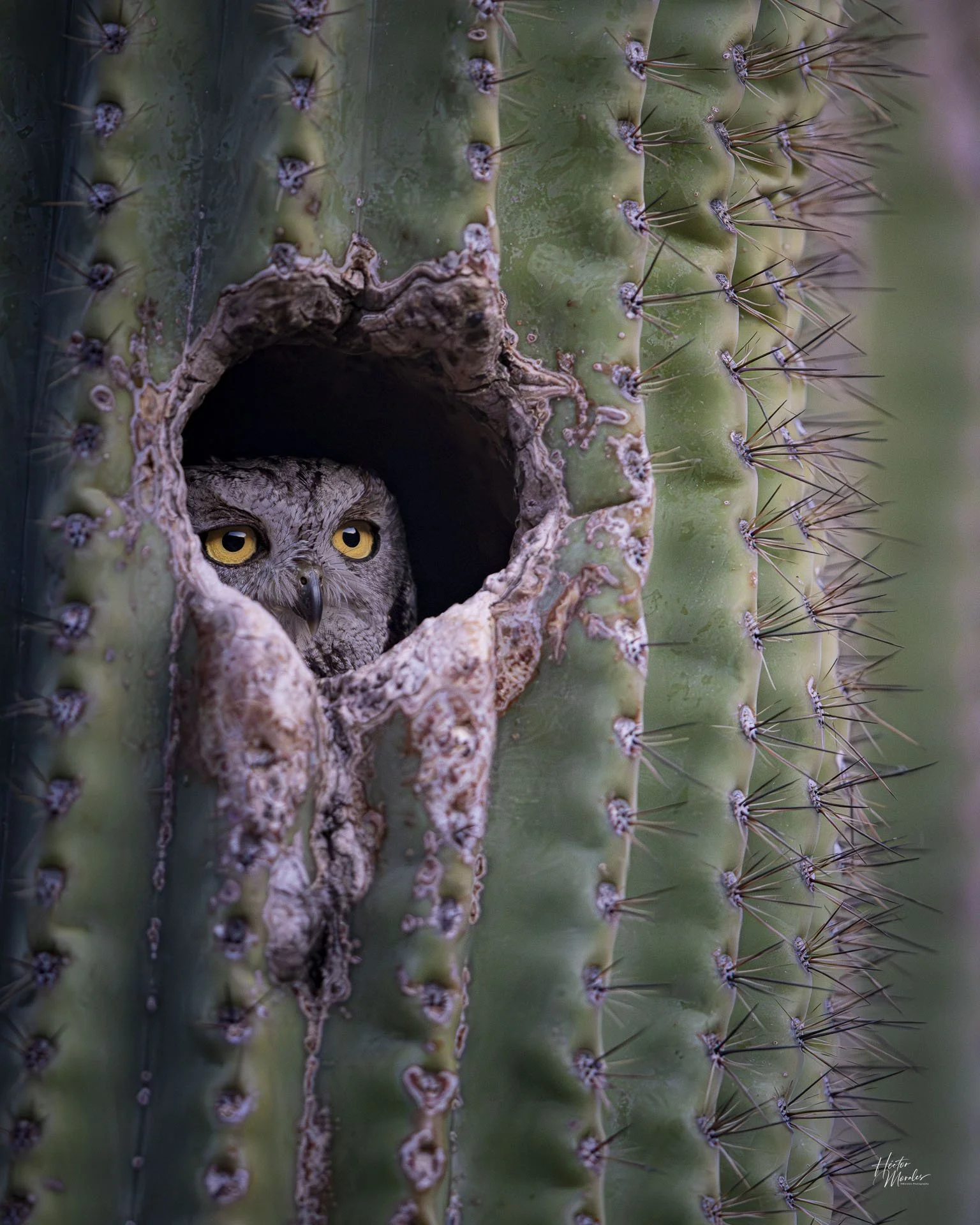 Guardian of the Saguaro