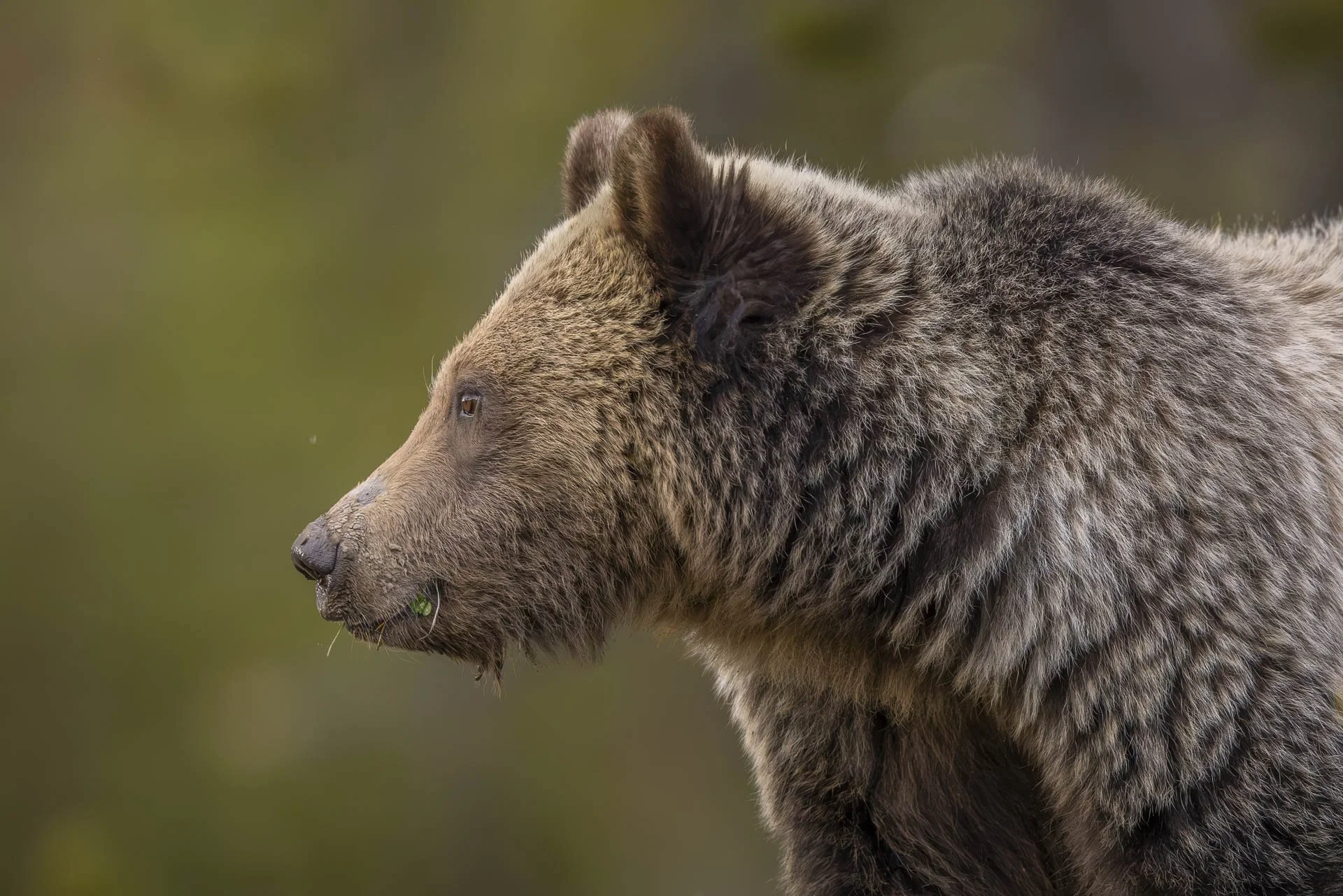 Grizzly