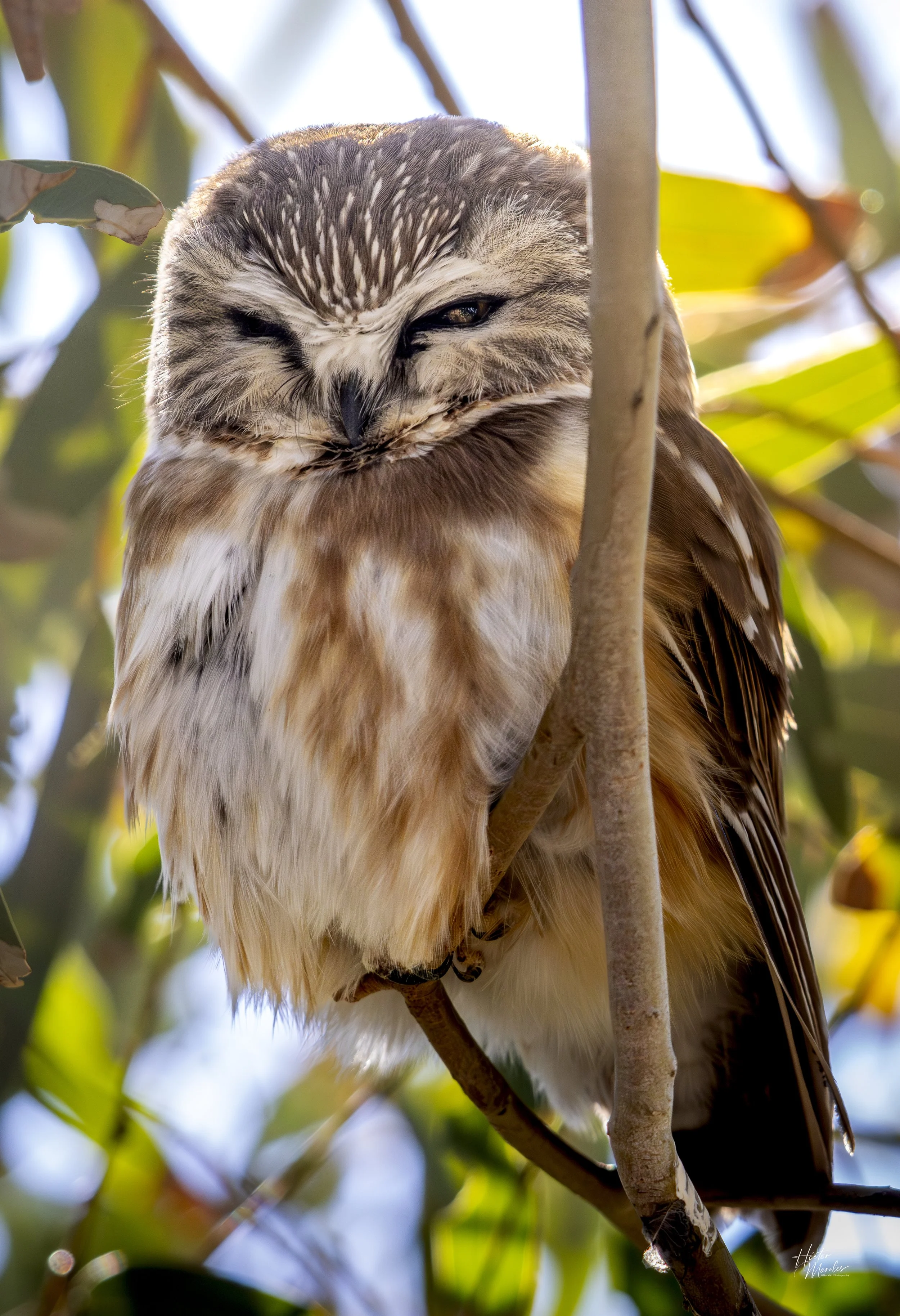 Saw-Whet Owl-1-3.jpg