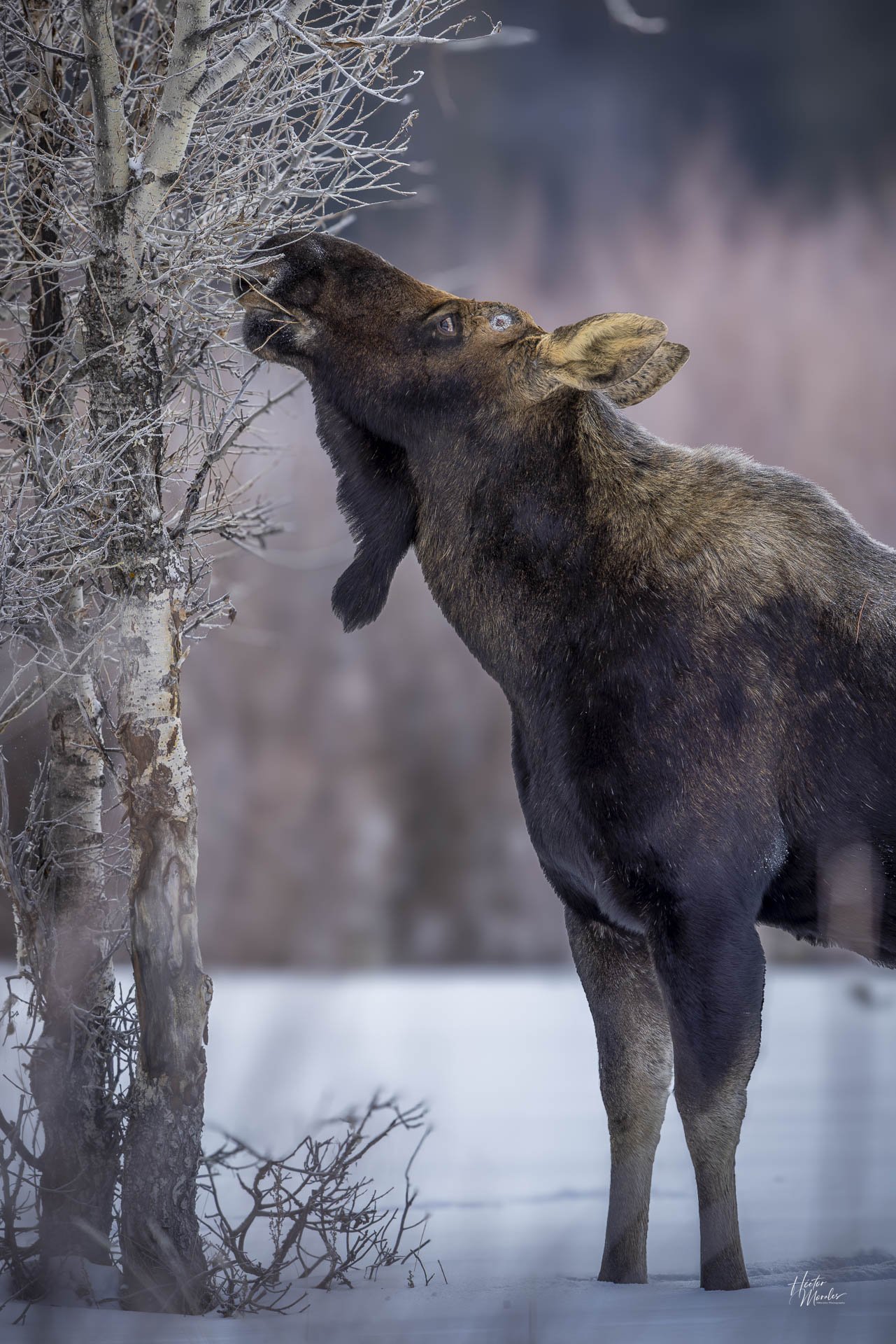 Moose - web-1.jpg