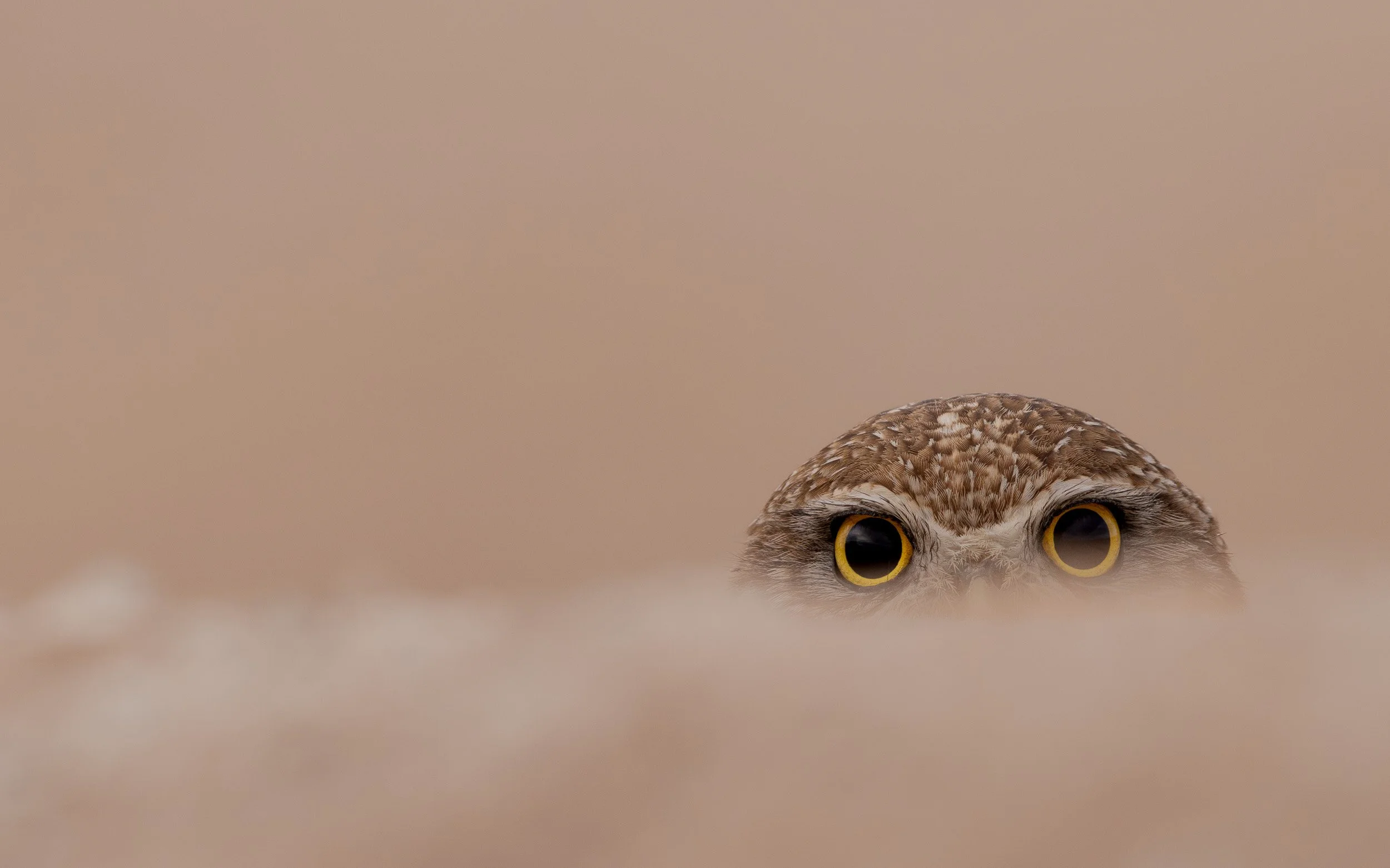 Burrowing Owl Golden Eyes Web-1-2.jpg