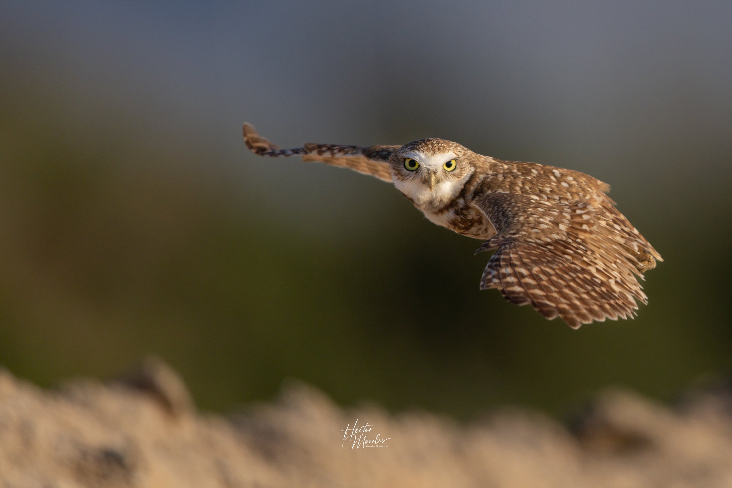 BurrowingOwls-.jpg