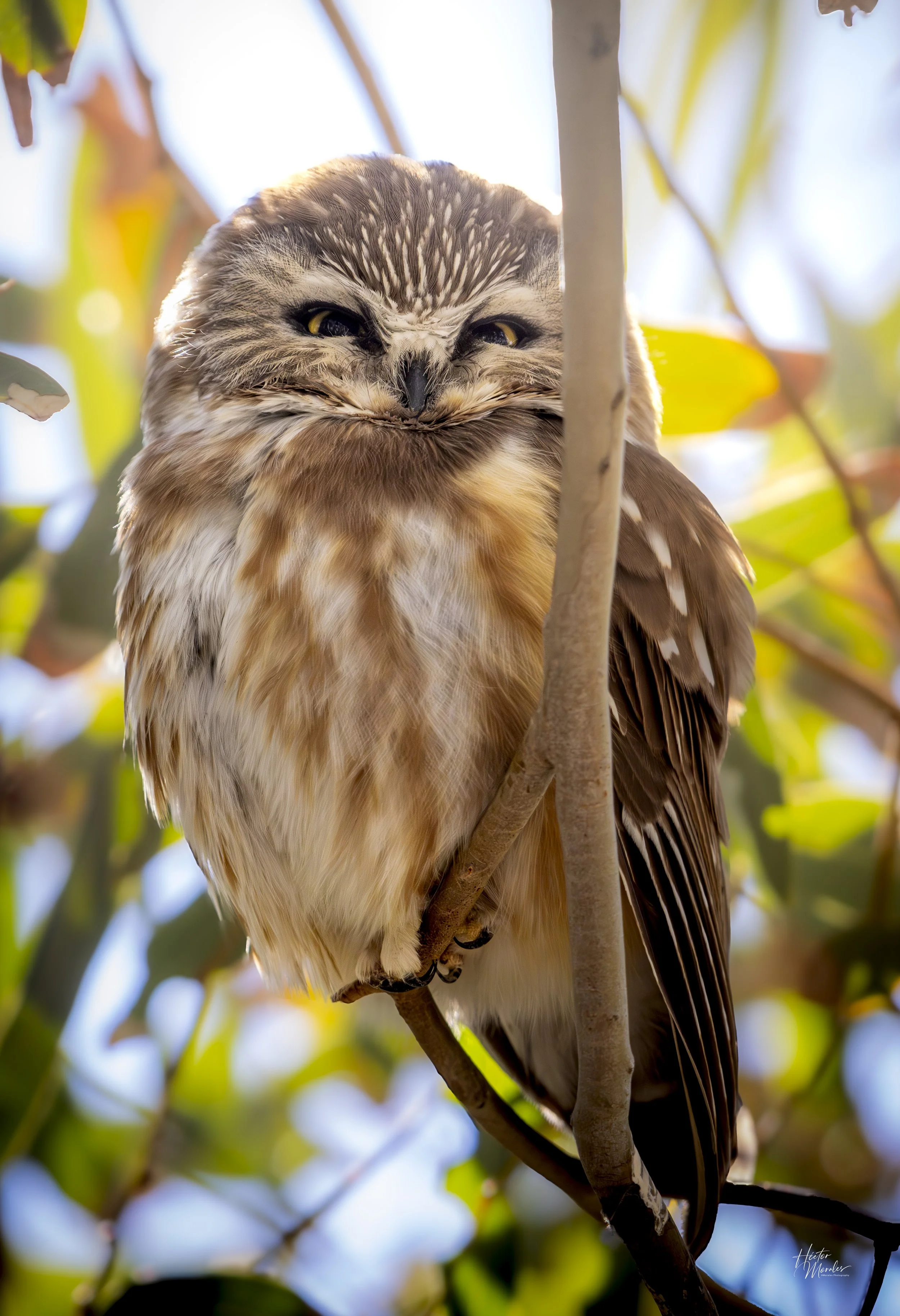Saw-Whet Owl-1-4.jpg