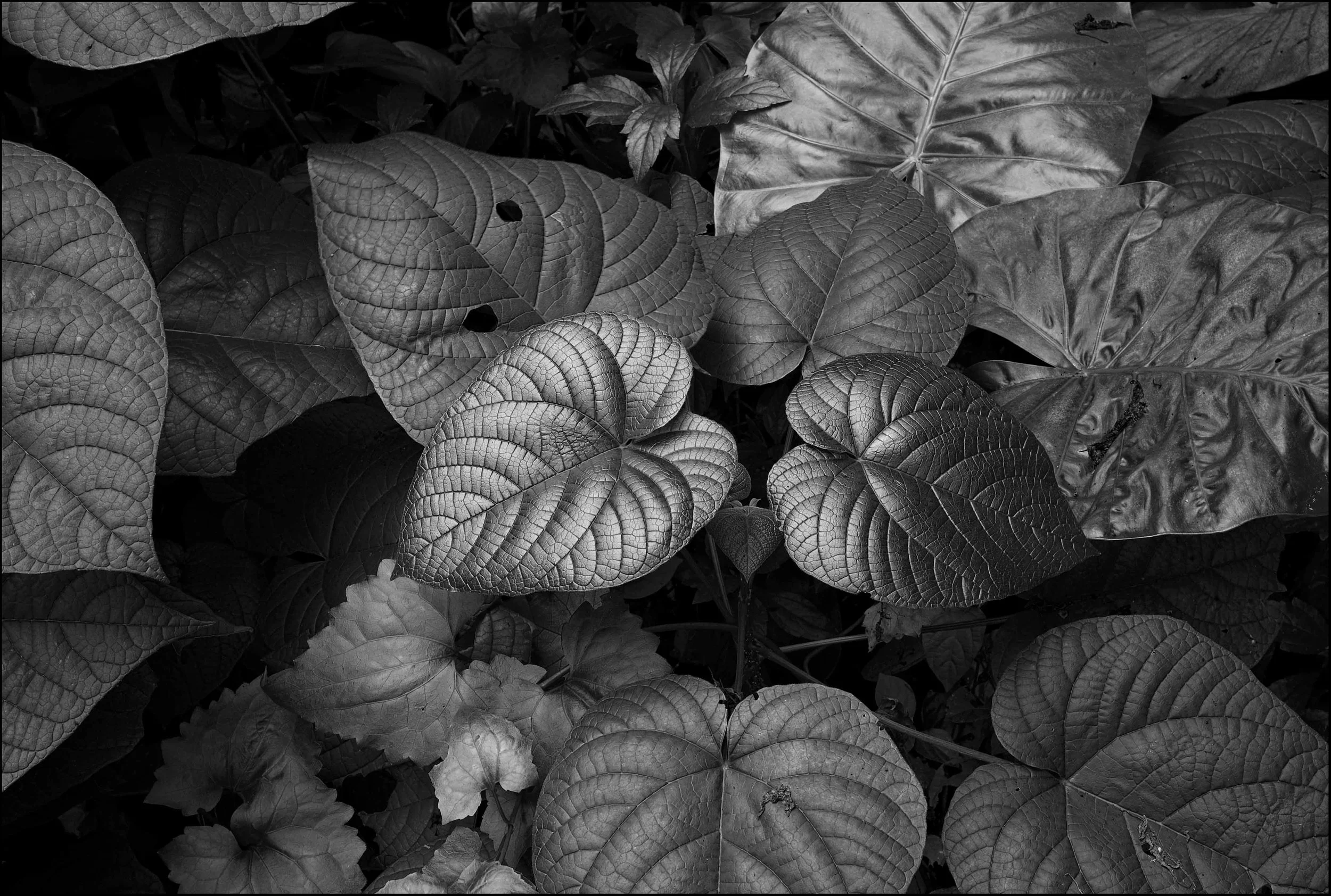 One flower one world, one leaf one Tathagata