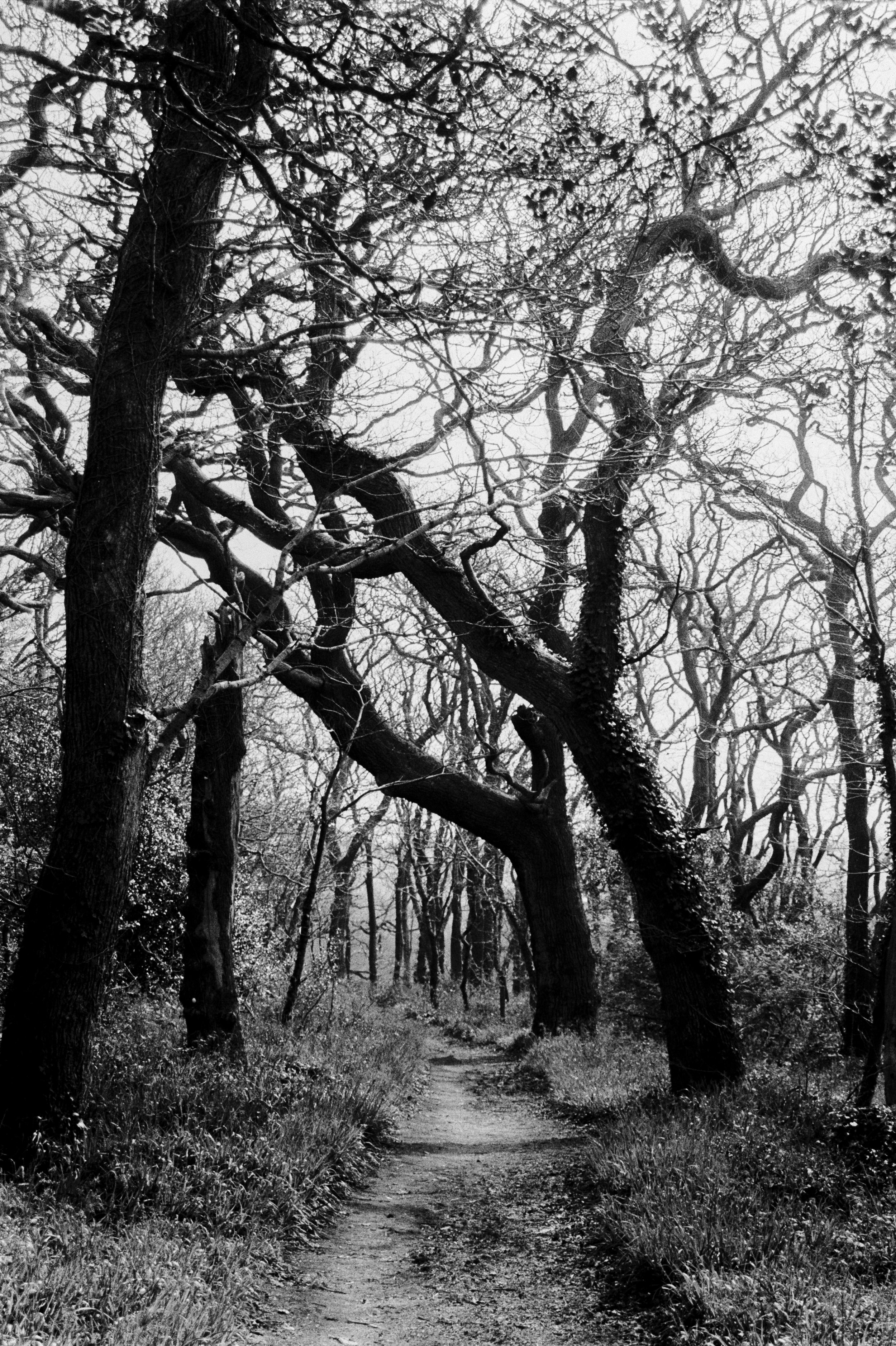 Type 517 A 110326 (9) Minolta Dynax 505si Super 28-80mm.jpg