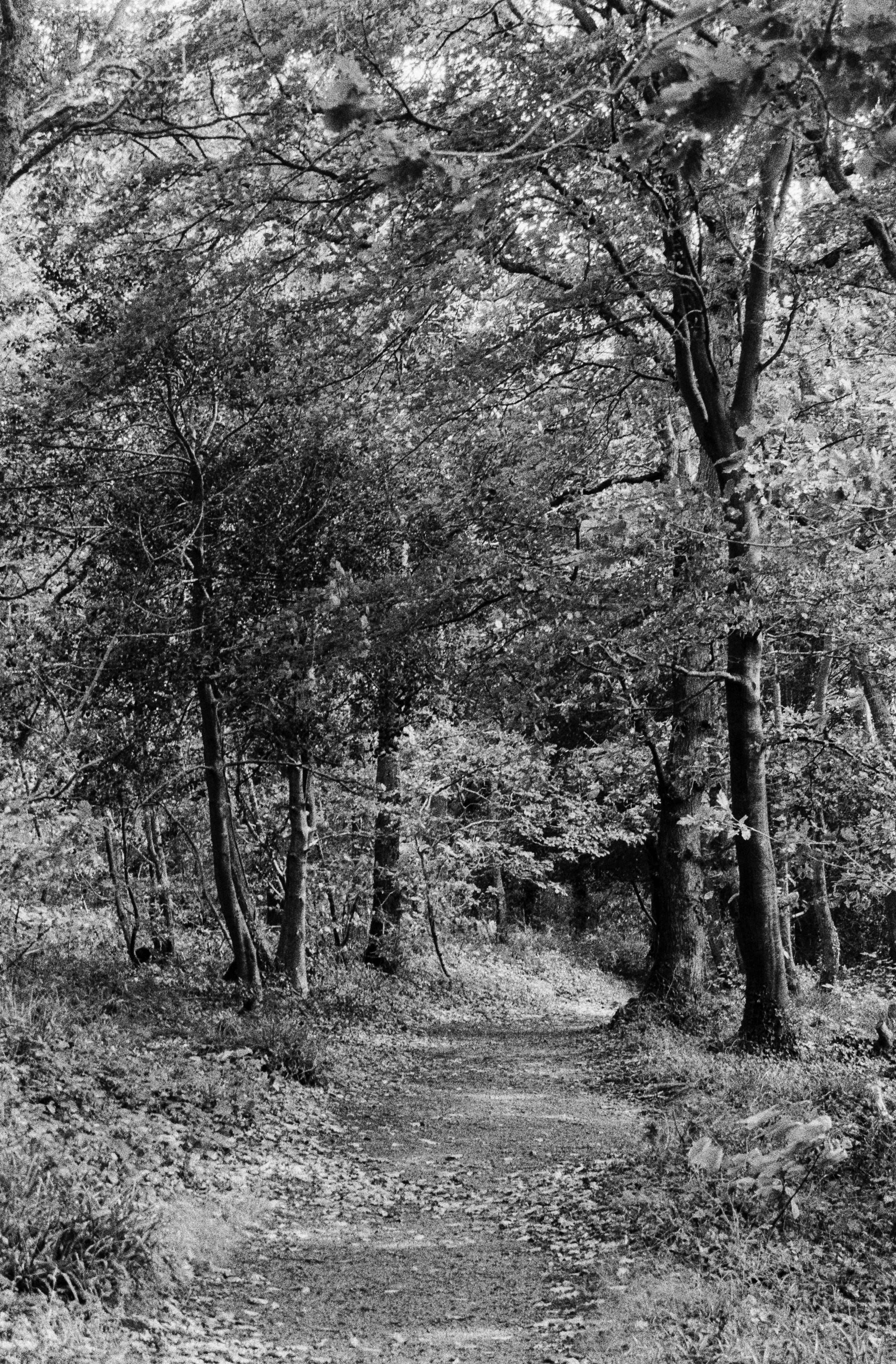K400 A 280825 (27) Nikon F55 28-80mm .jpg