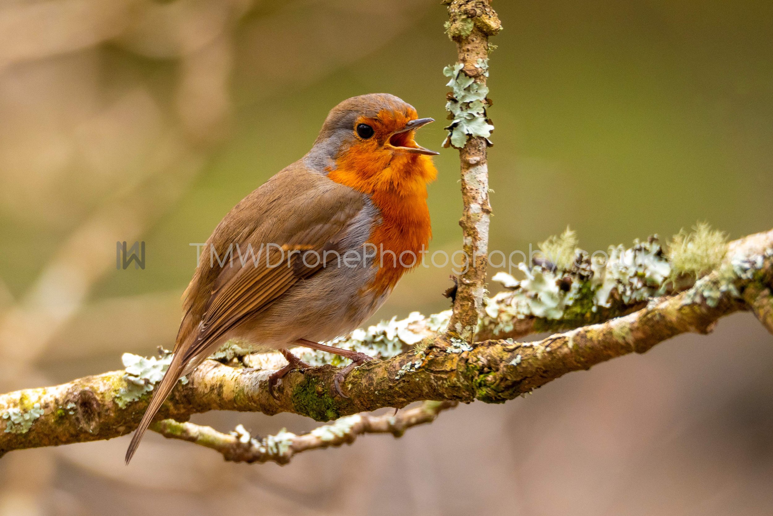 Robin 04 - Print_WM.jpg