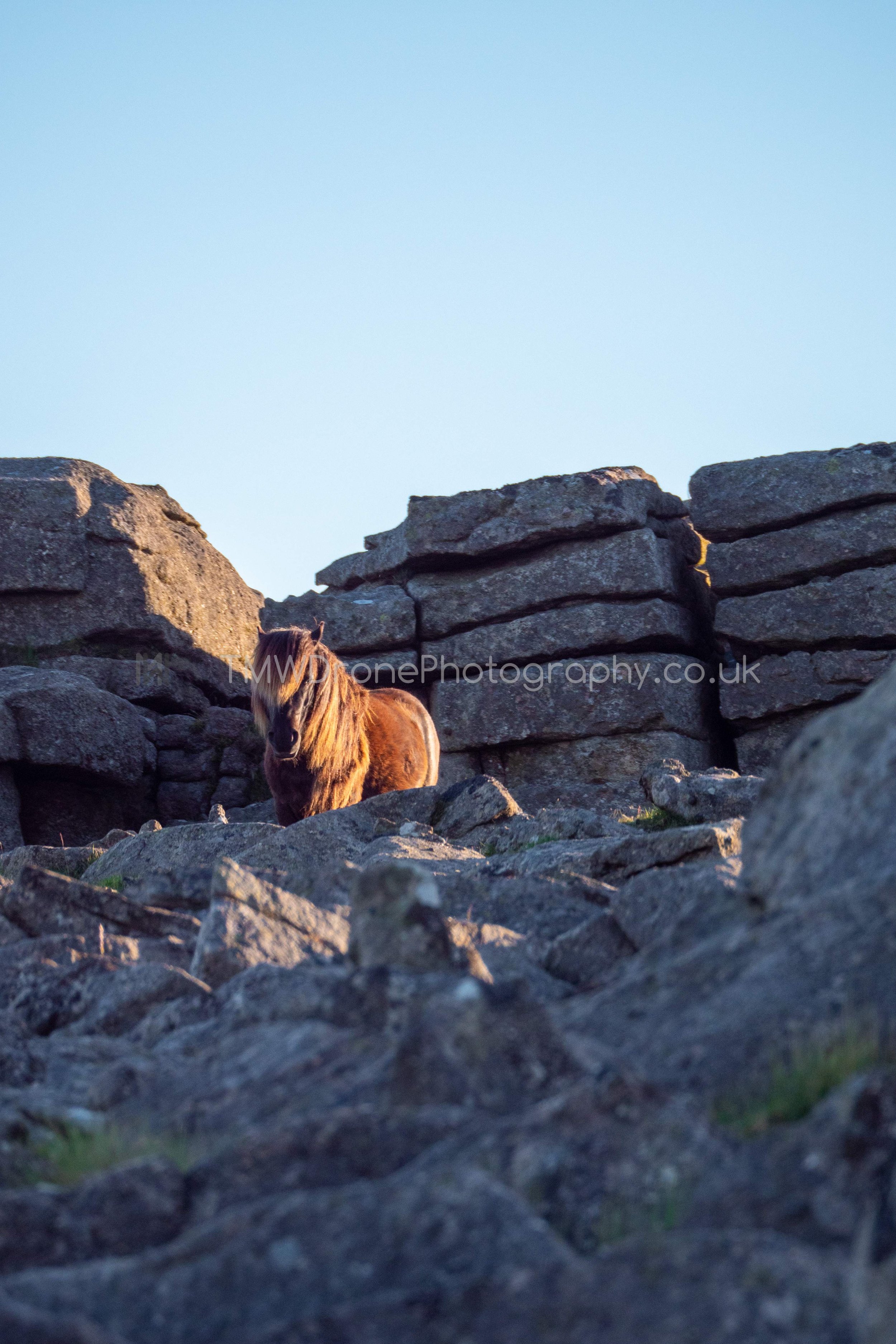 Dartmoor Pony, Atop a Tor - Print_WM.jpg