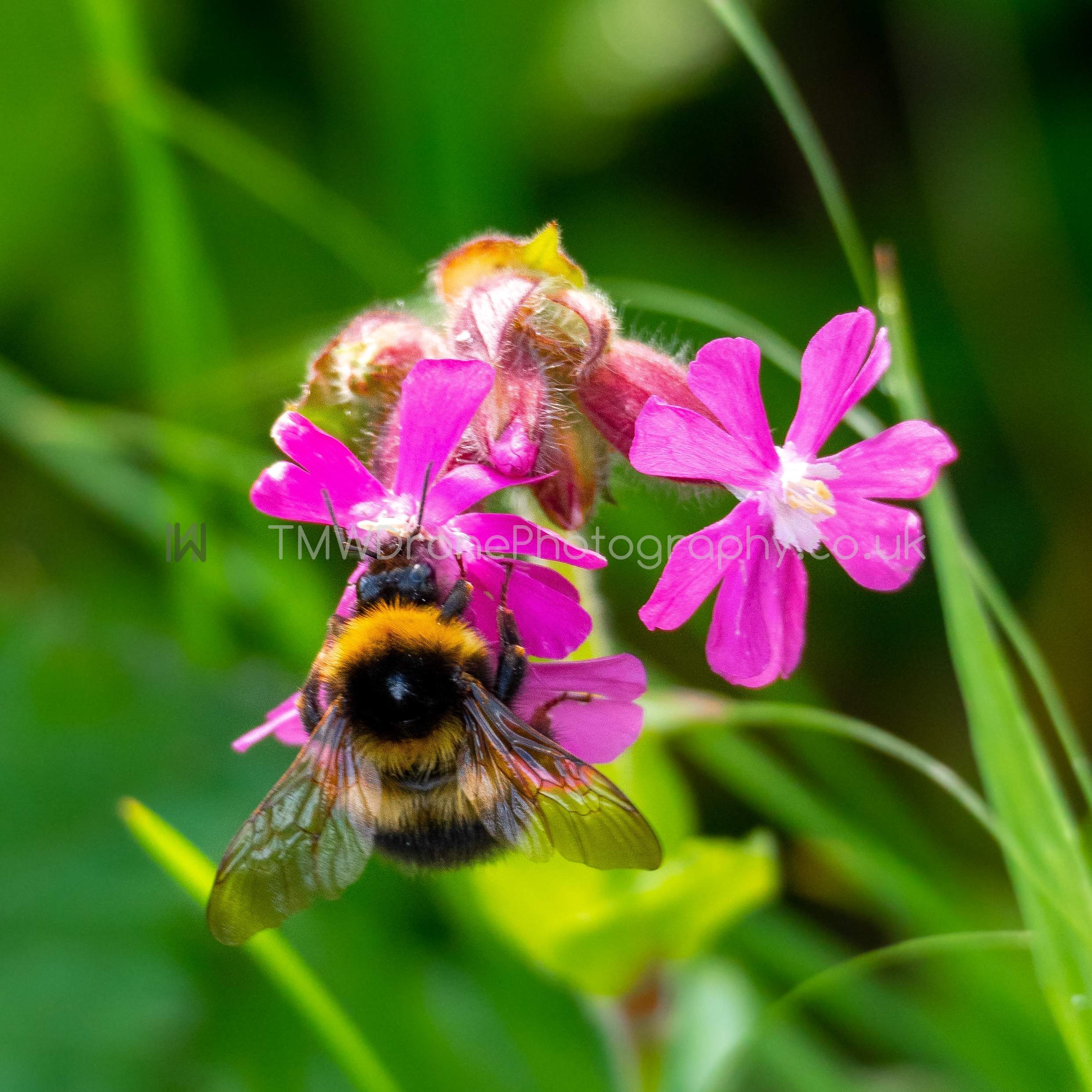 Bee _ Pink Evening Primroses_WM.jpg