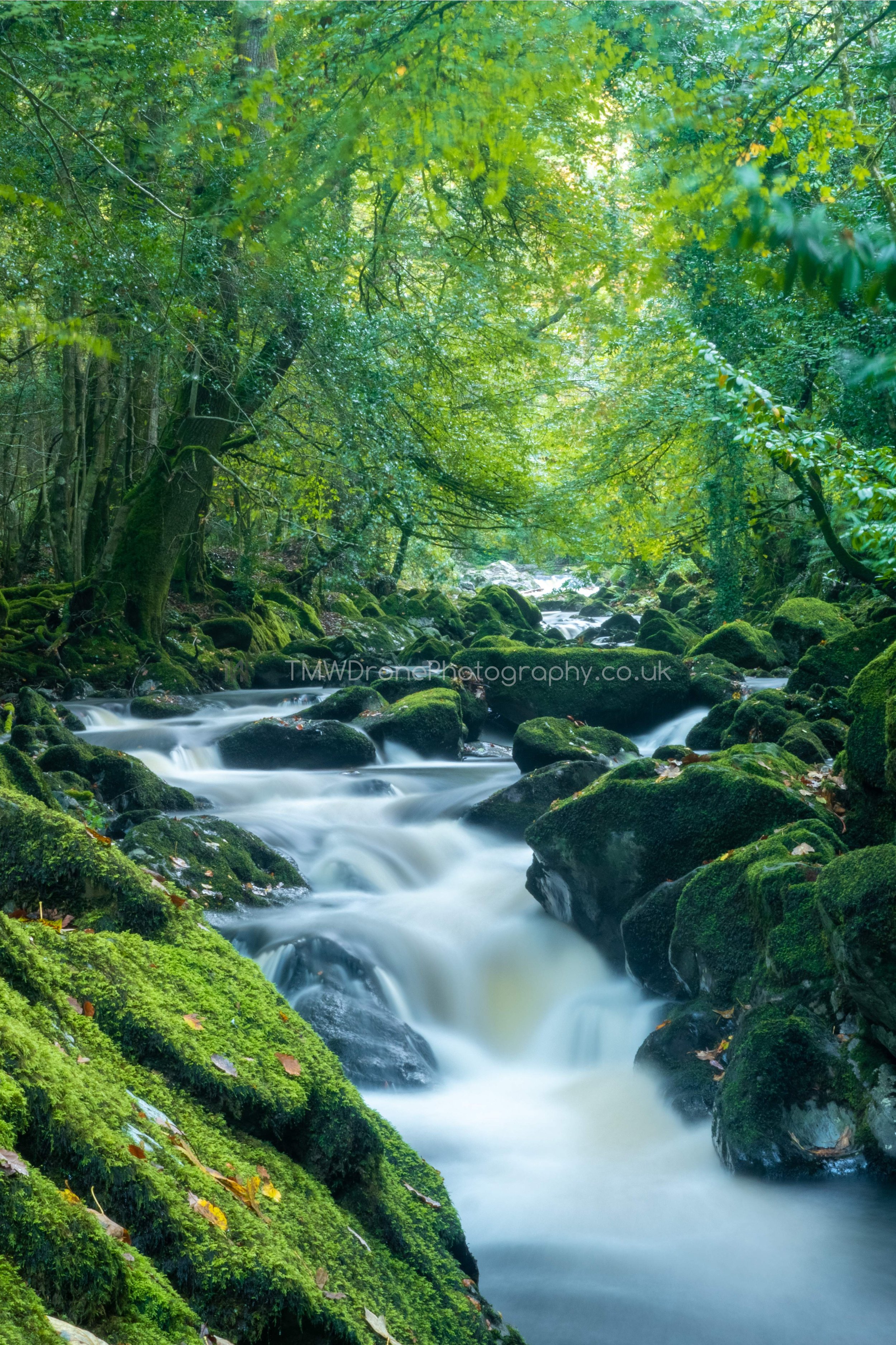 Ivybridge Longtimber Woods 06 HDR_WM.jpg