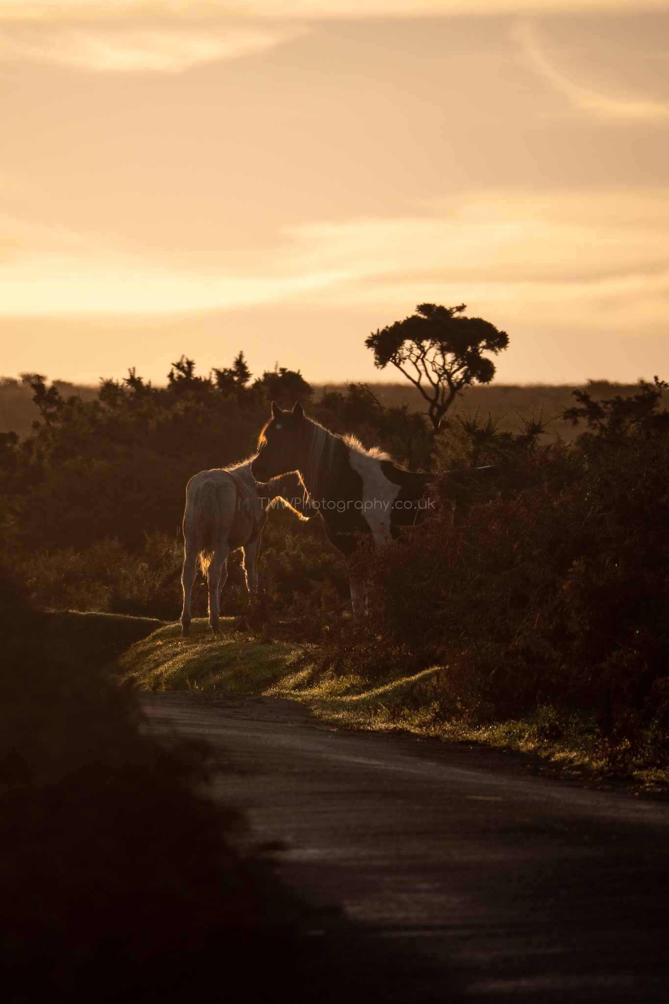 Dartmoor Ponies - Lynch Common (9)_LowRes.jpg
