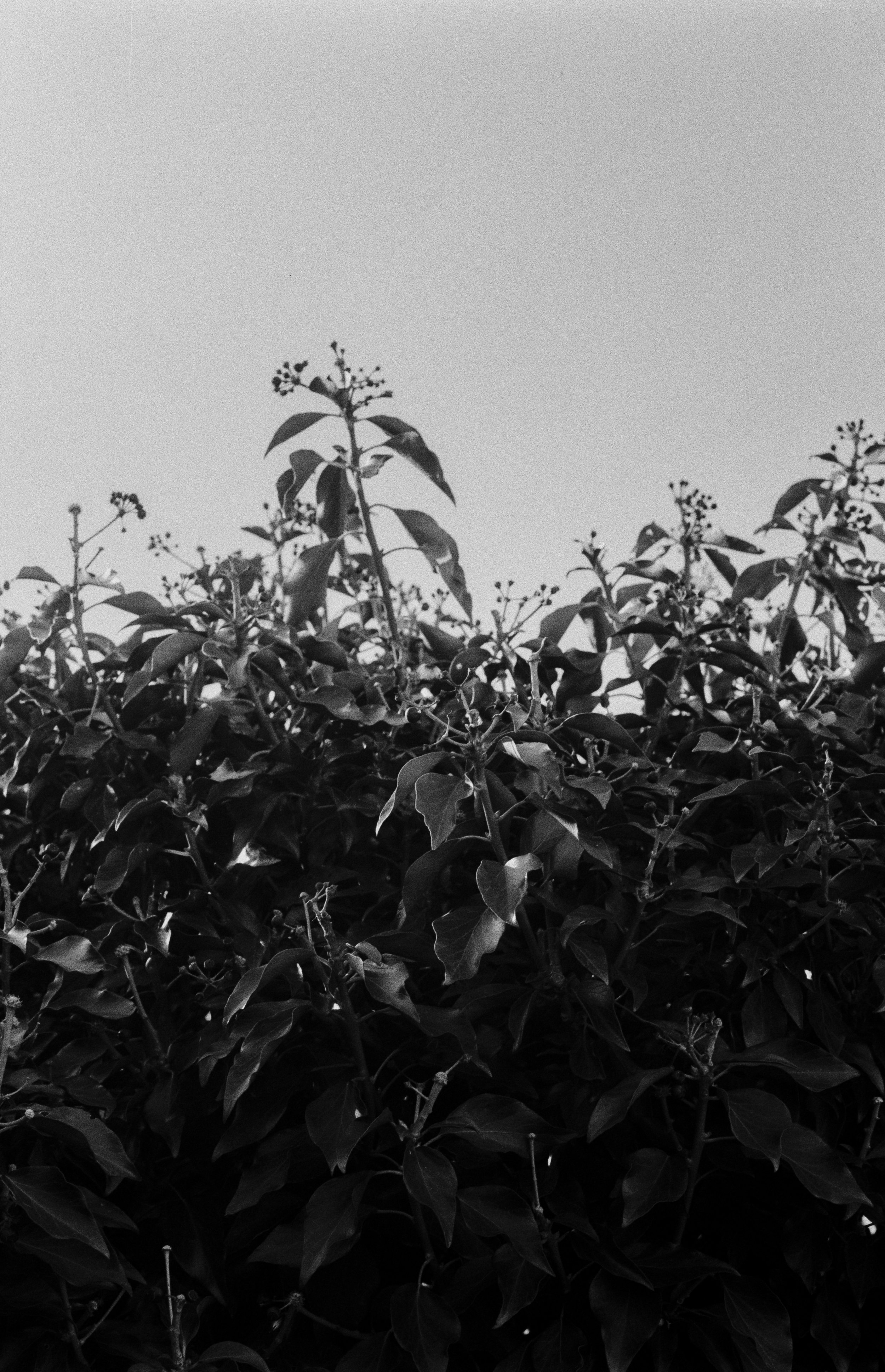 K200 A 210226 (32) Canon T50 50mm.jpg