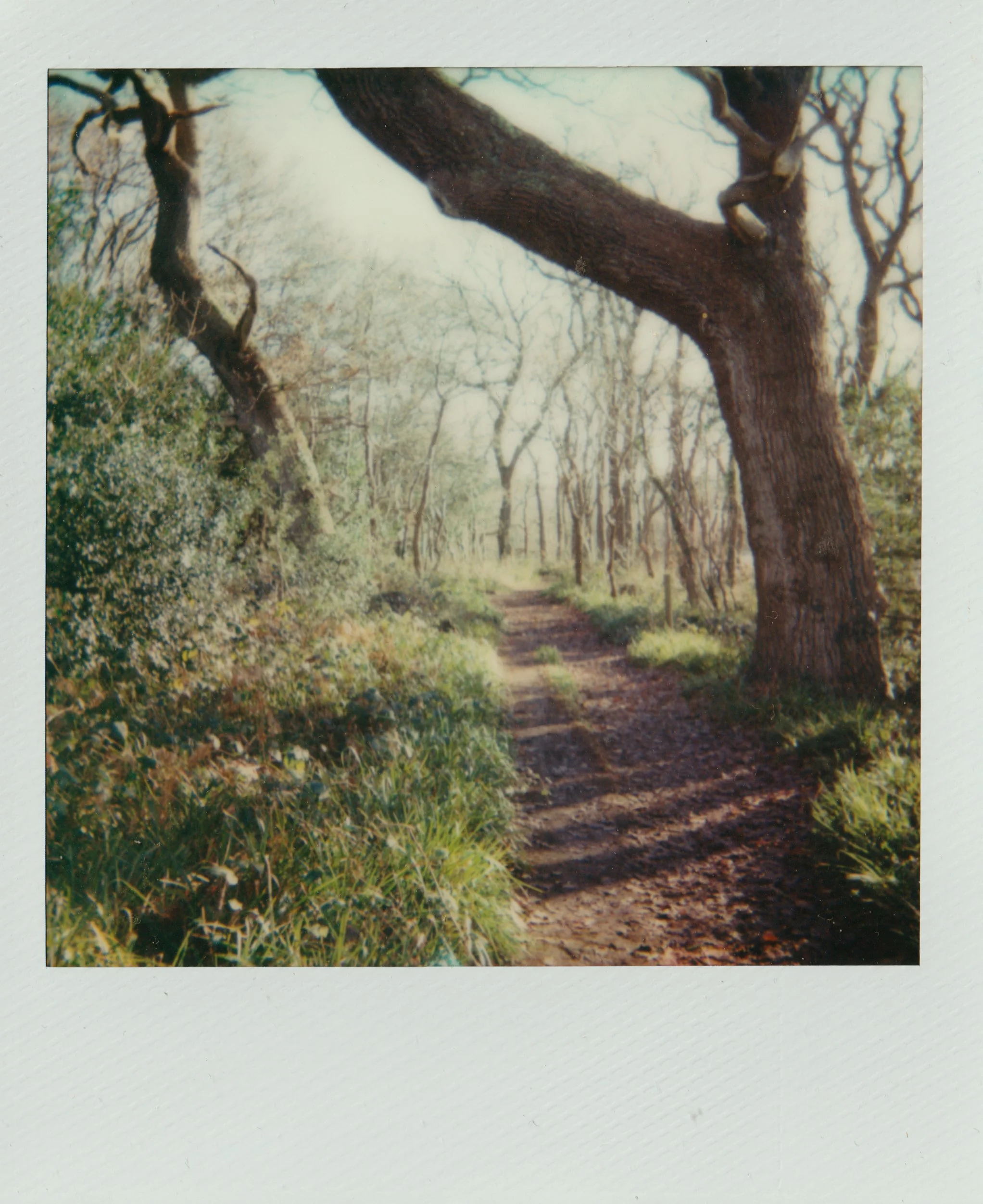 Polaroid 600 050125 (2) 670AF.jpg