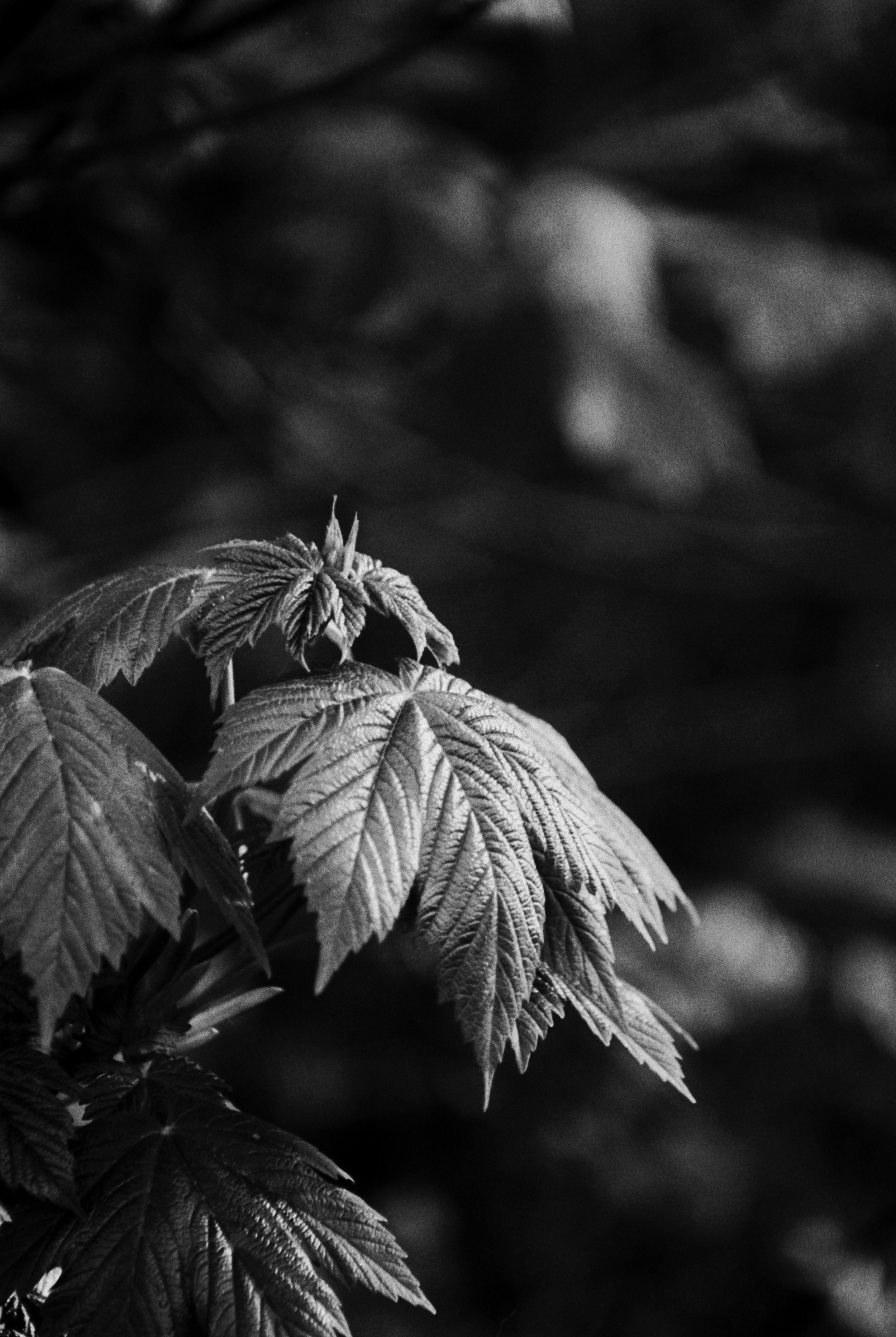 K100 A 1904262 (33) Canon EOS 1000 80-200mm.jpg
