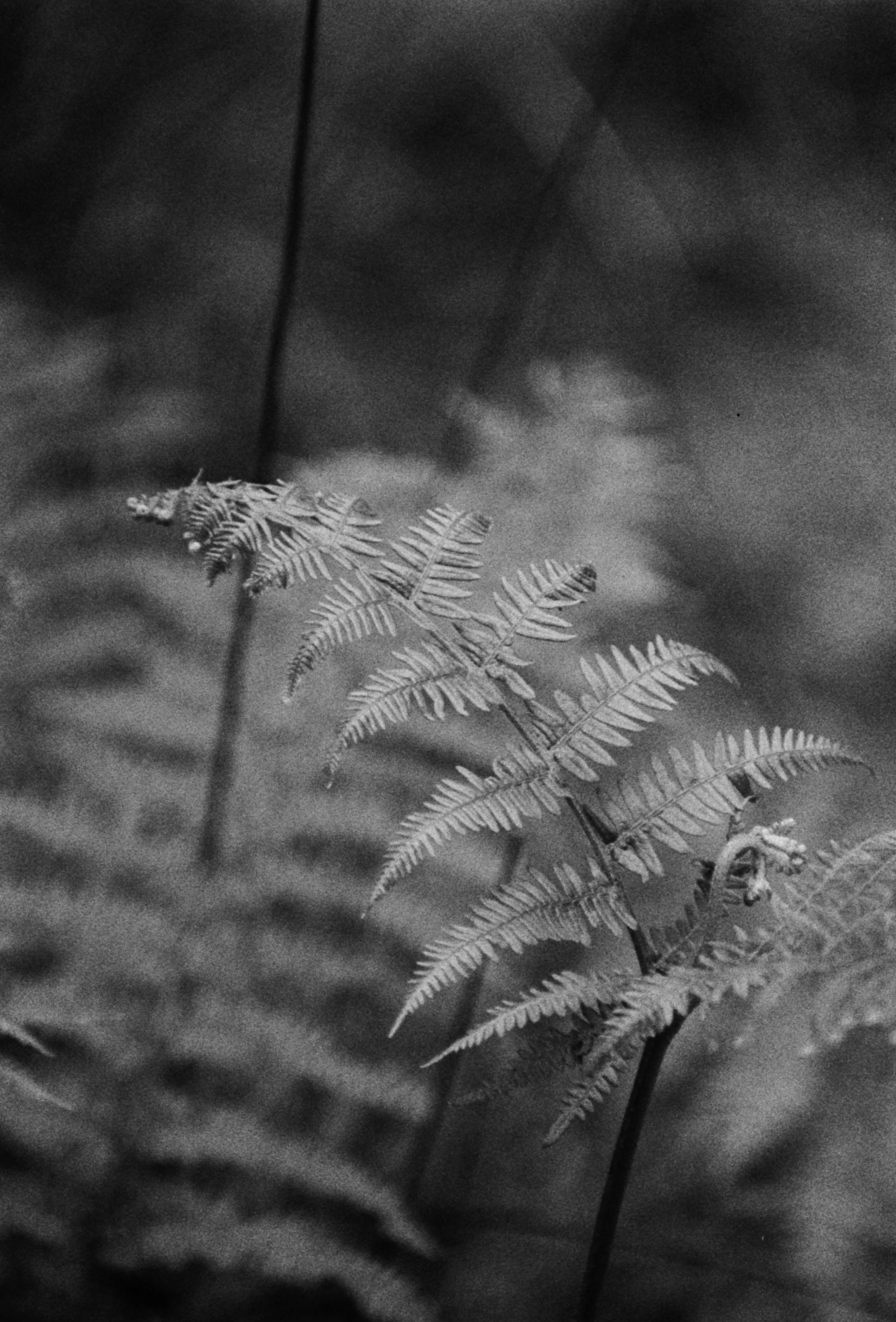 K400A 200626 (29) Canon EOS 1000 80-200mm.jpg