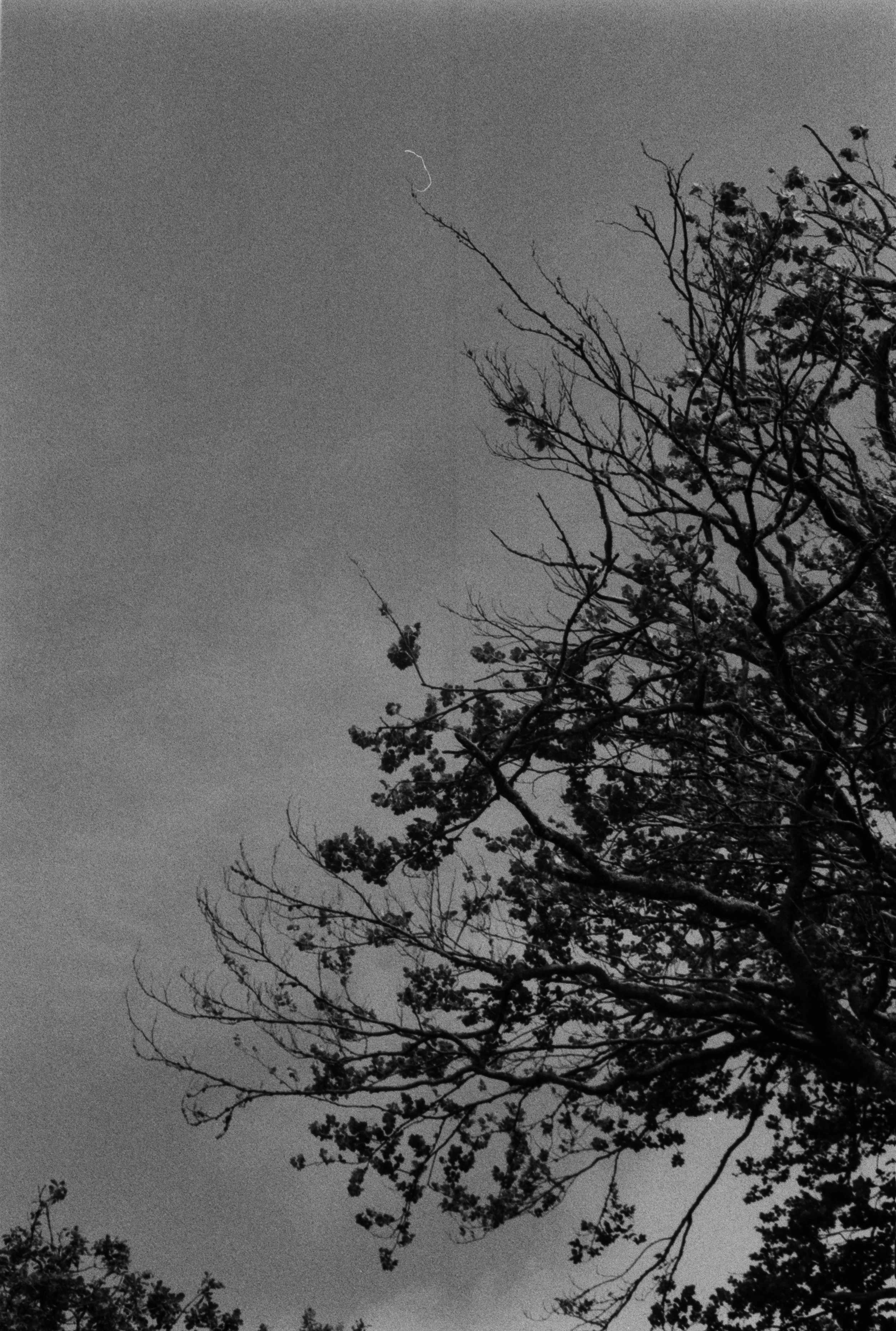 K400A 120526 (10) Yashica Zoomate 115.jpg