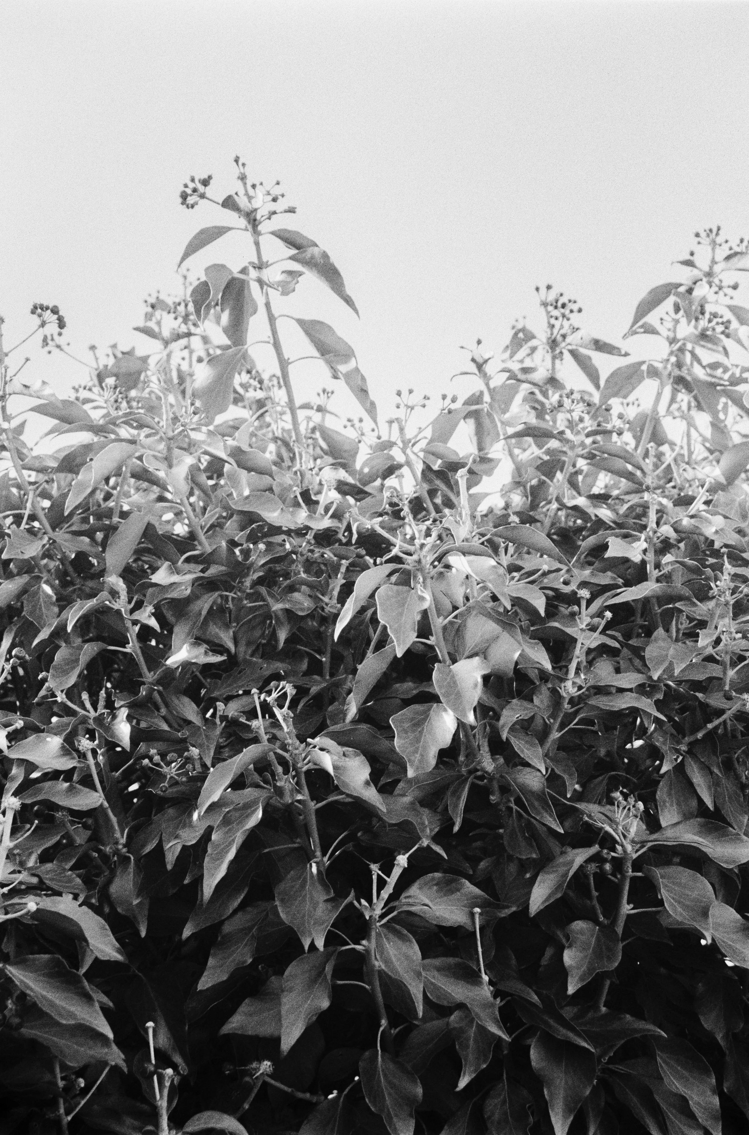 K200B HP 210226 (28) Canon T50 35-70mm.jpg