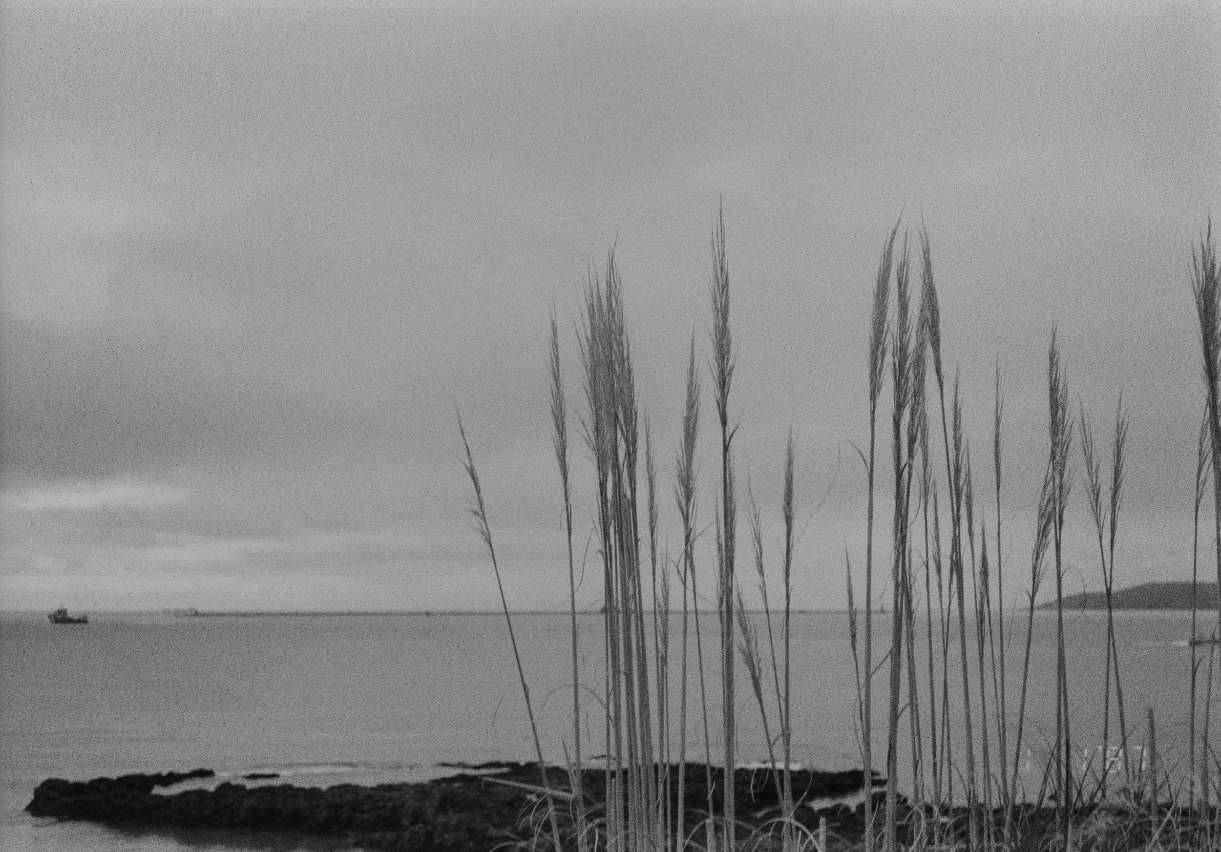 K100 BHP 010226 (9) Canon Sure Shot Telemax Date.jpg