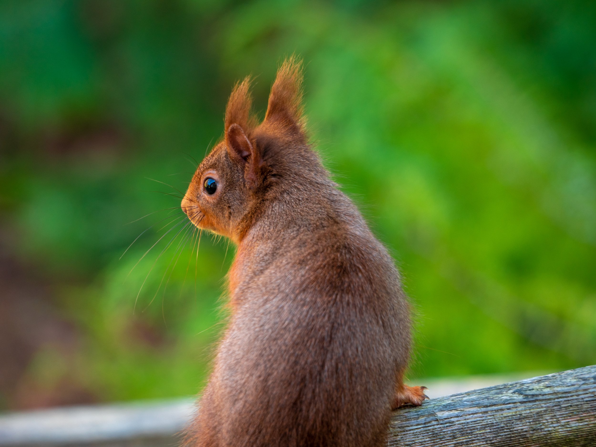 Red Squirrel 01.jpg
