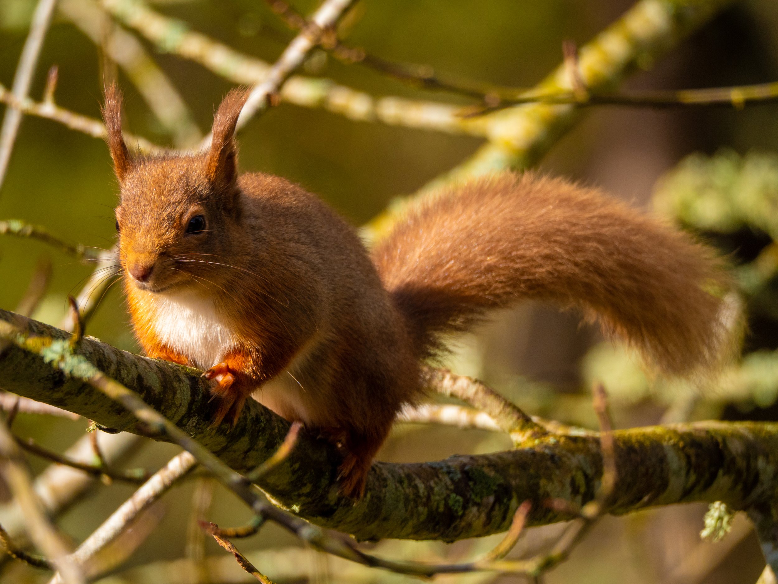 Red Squirrel 18.jpg