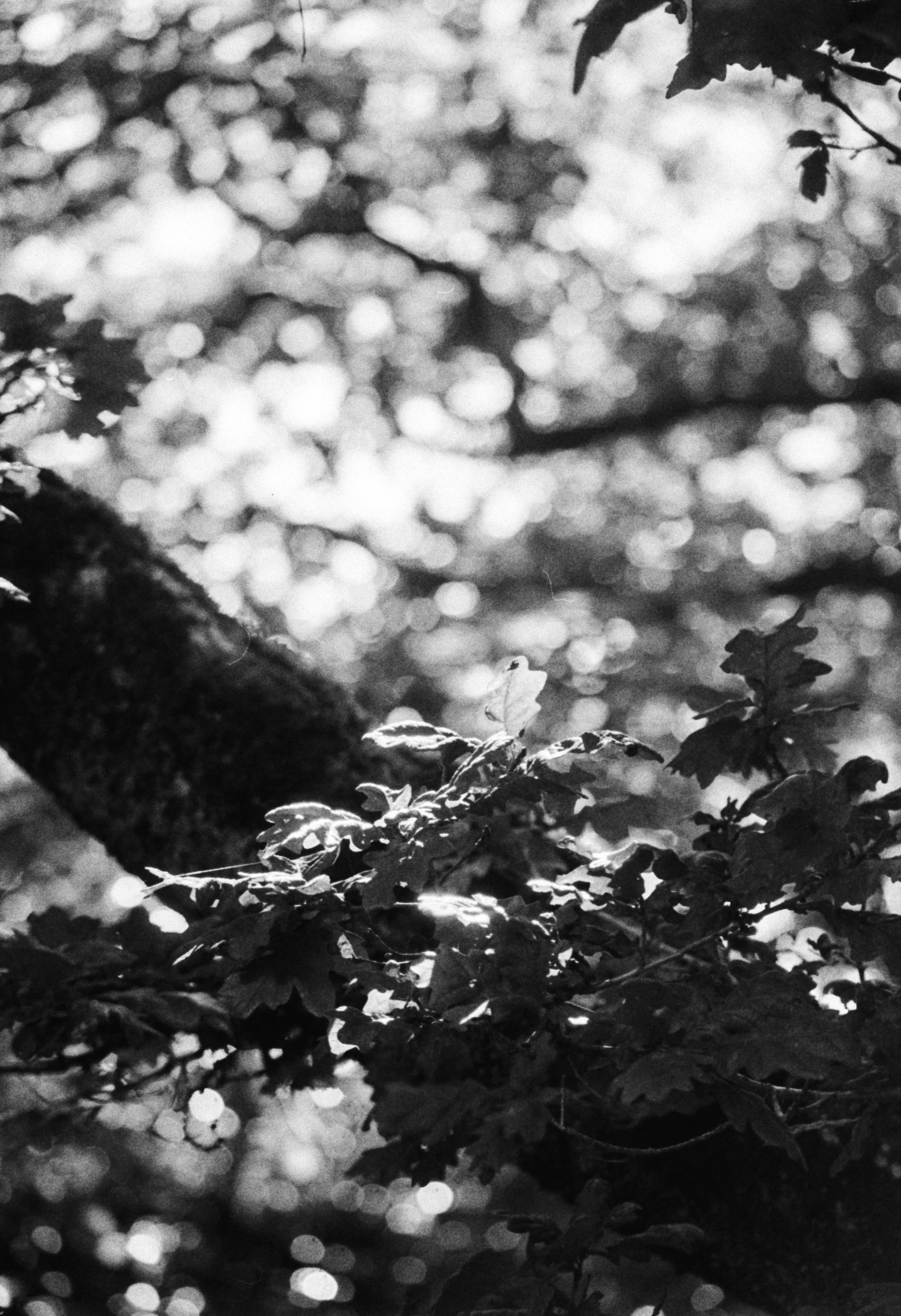 K400A 200626 (23) Tamron 80-210mm (OM).jpg