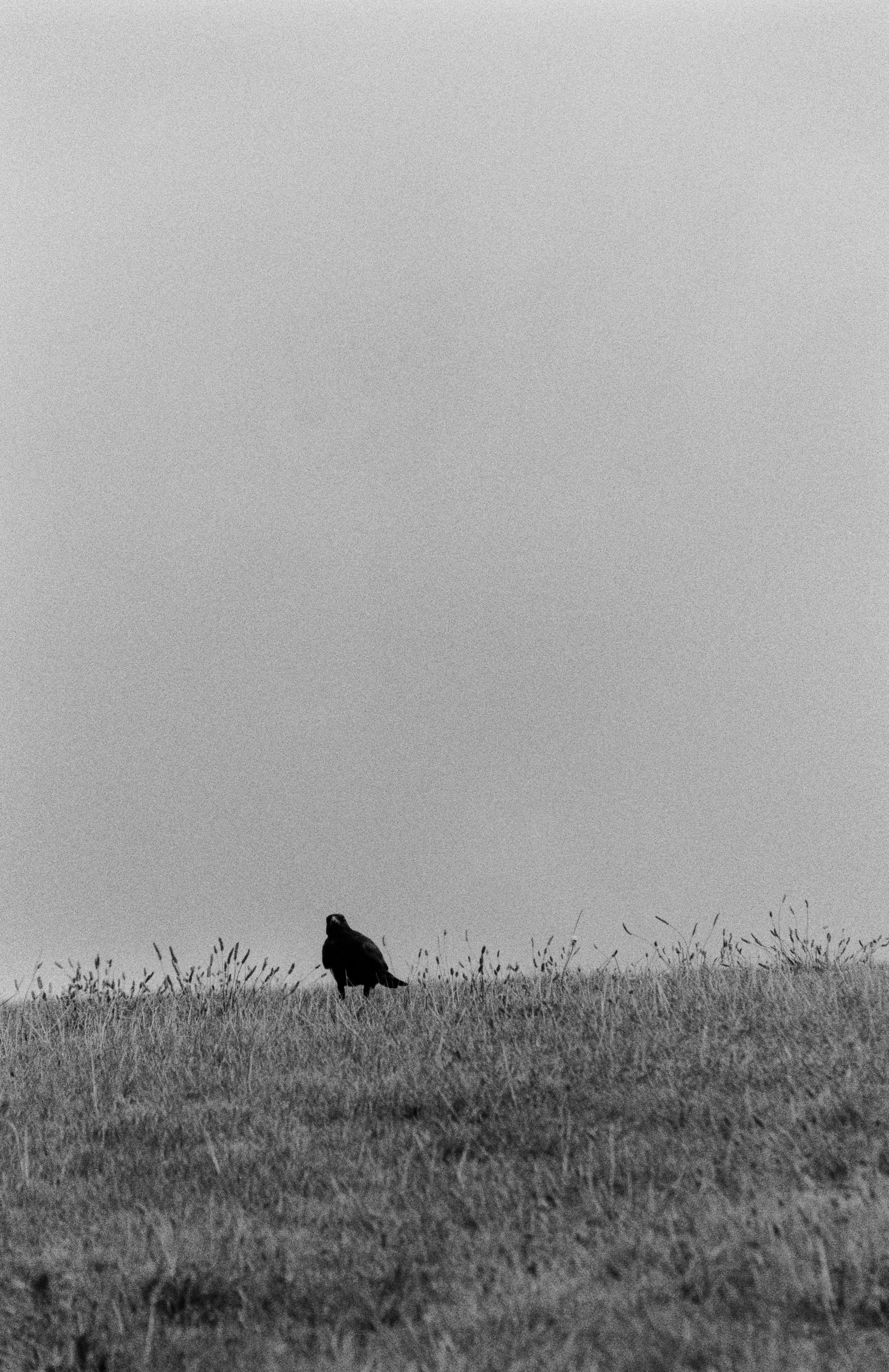 K400 B HP 280825 (22) Canon T80 75-200mm.jpg