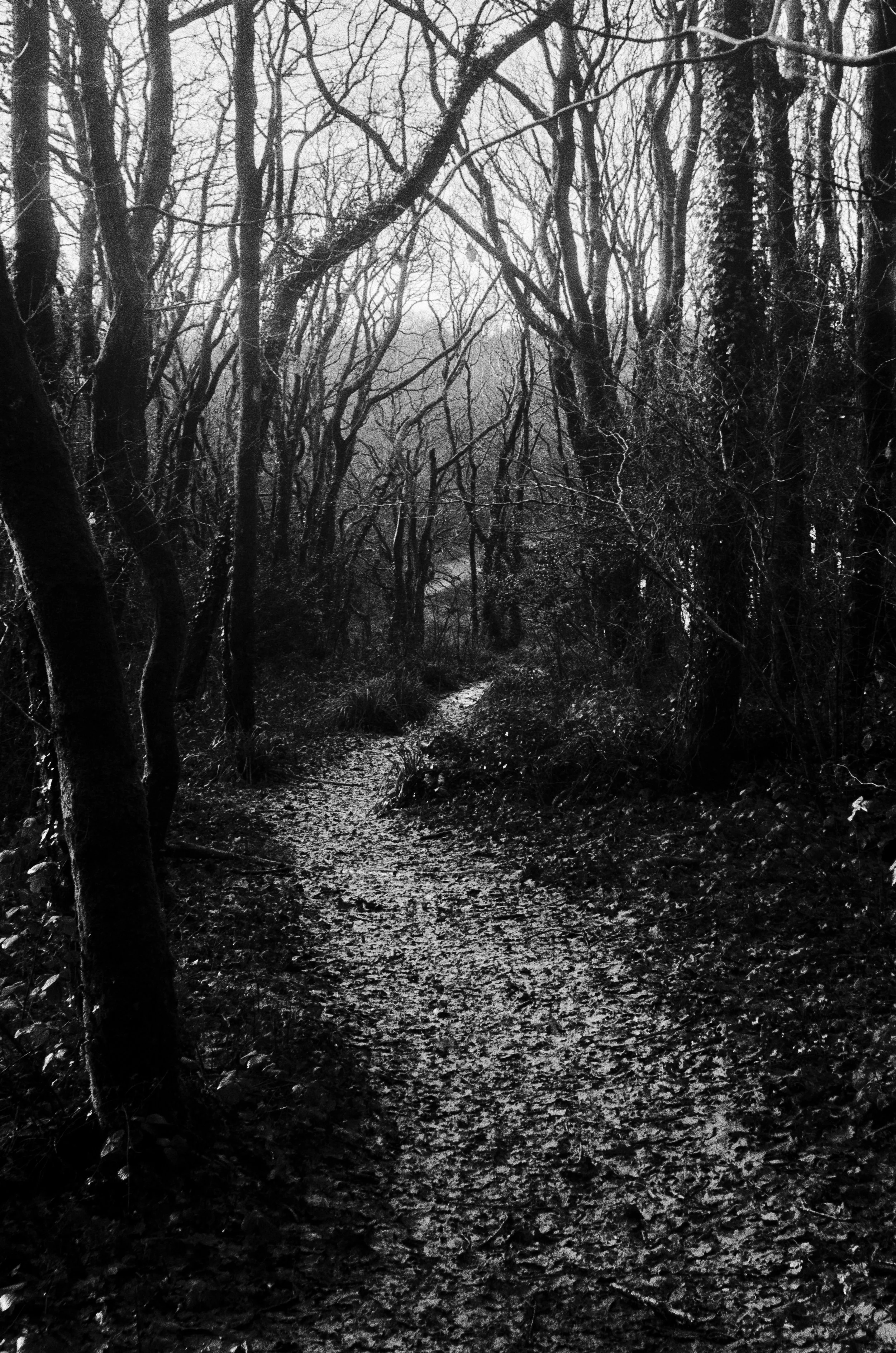 K400A 170126 (21) Yashica Minister .jpg