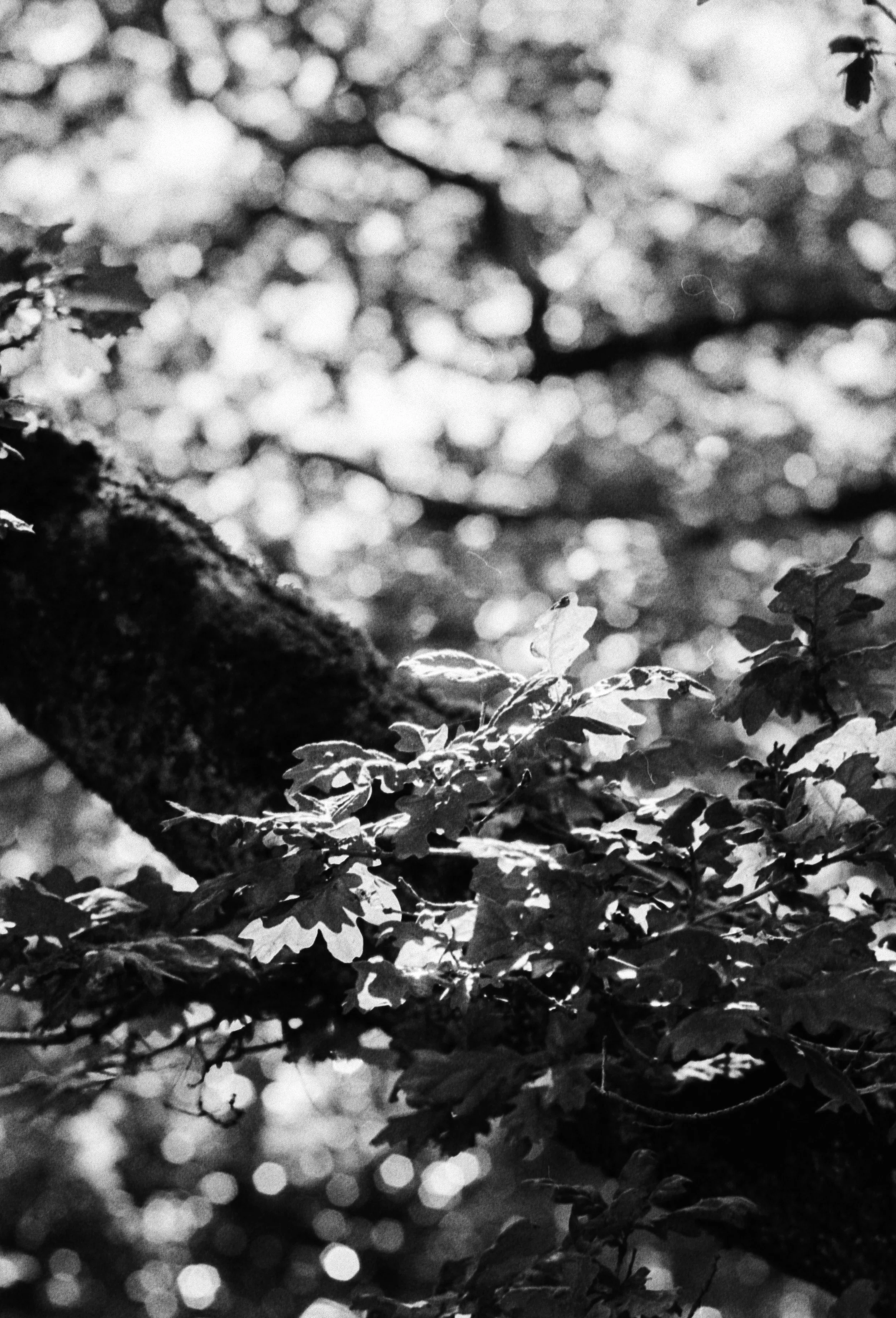 K400A 200626 (22) Olympus OM30 Tamron 135mm.jpg