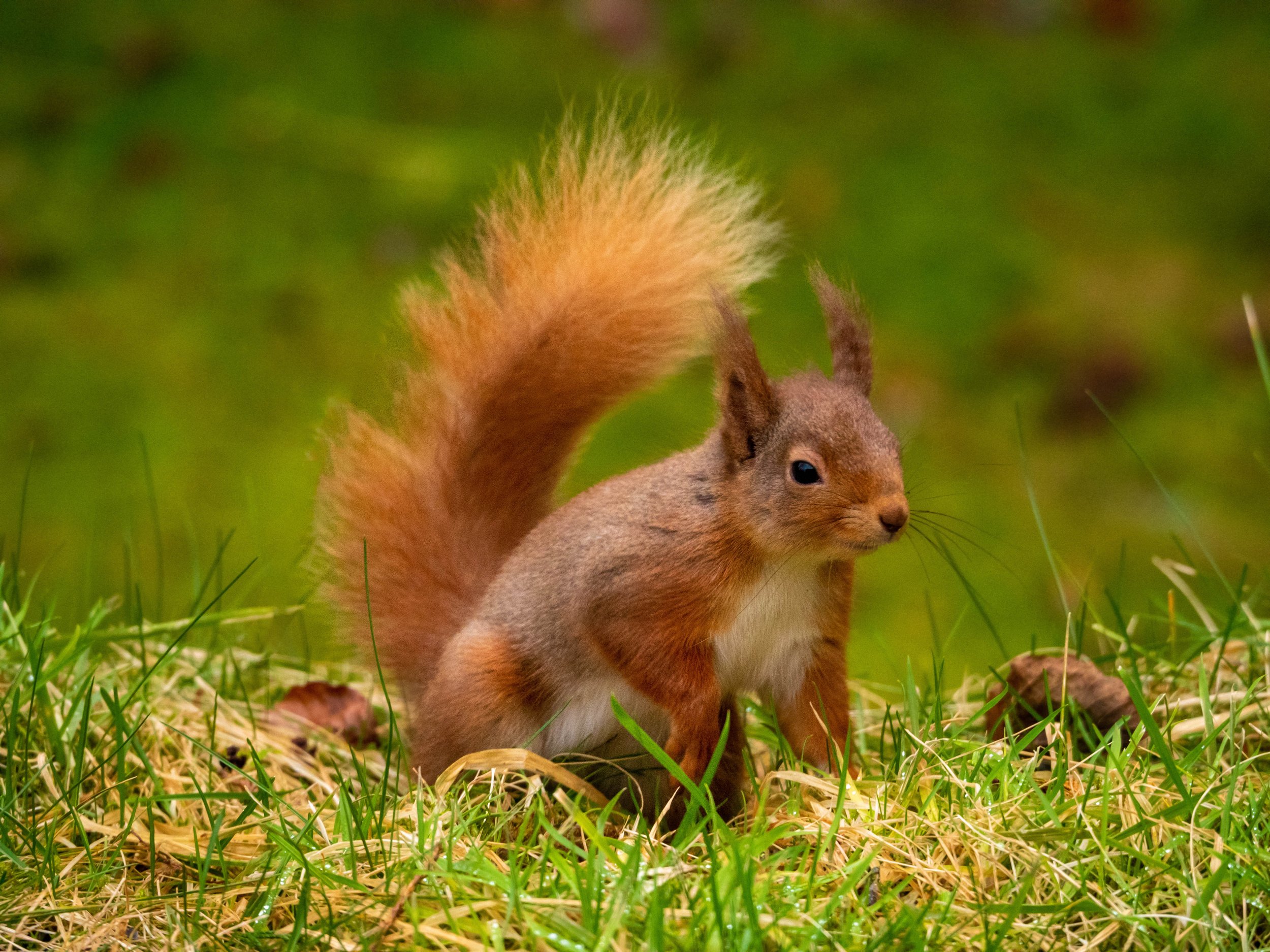 Red Squirrel 08 - Minus Twig Low Res.jpg