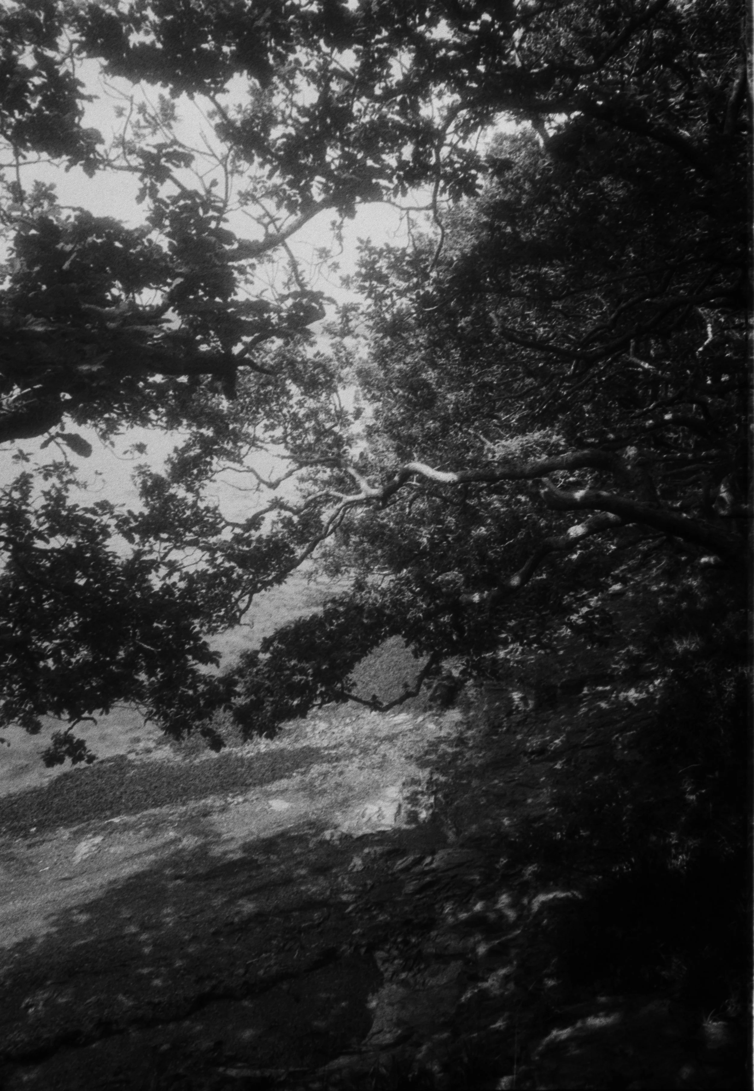 K400A 120526 (3) Konica Lexio 70.jpg