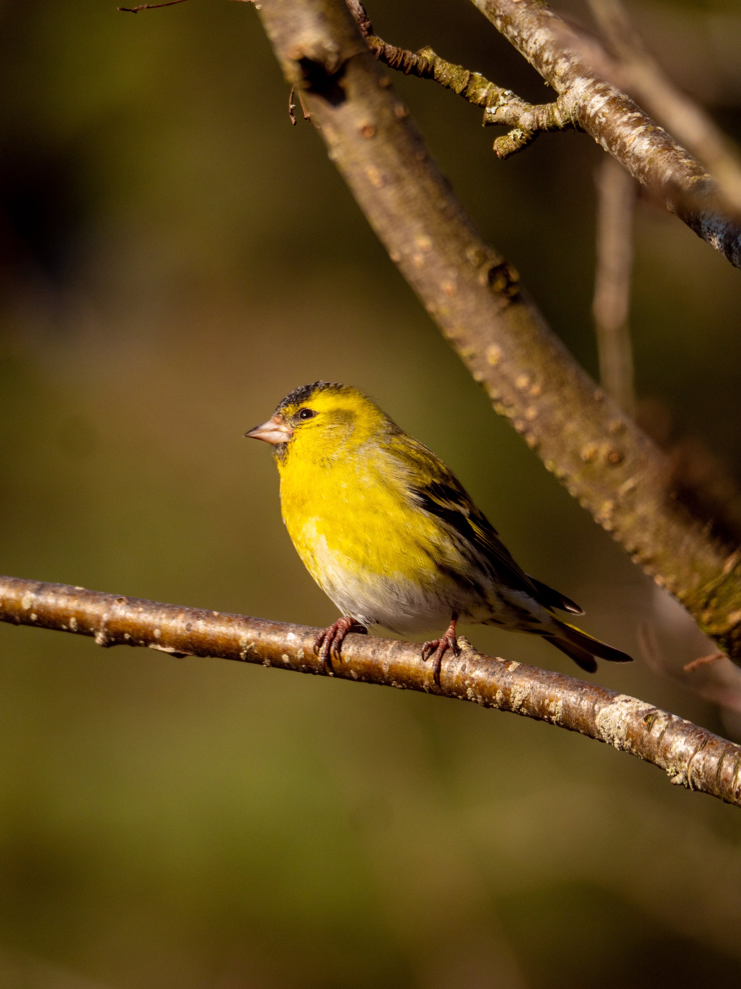 Siskin 10.jpg