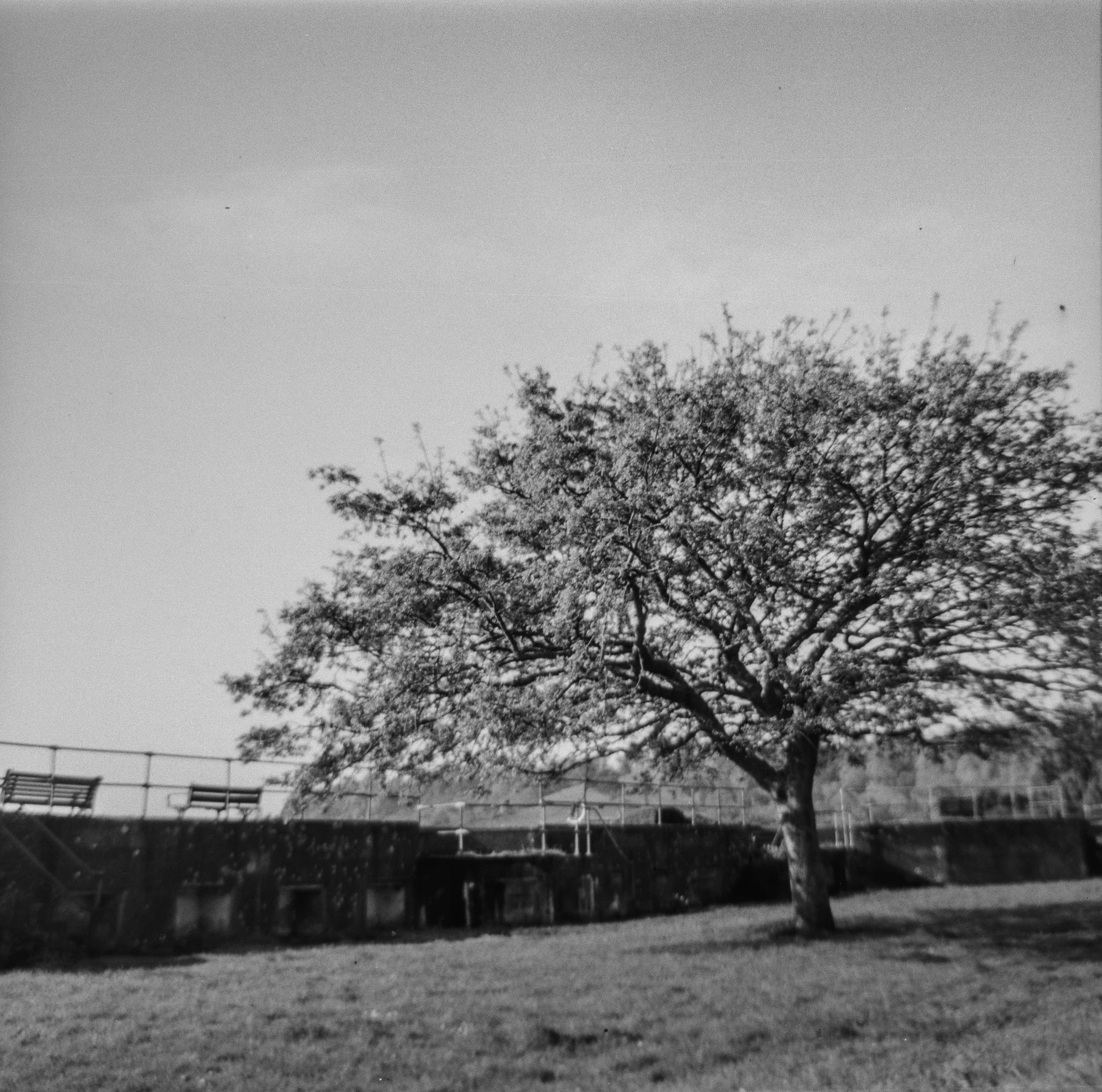 K100 120 Apr 26 (6) Kodak Brownie Cresta 3.jpg