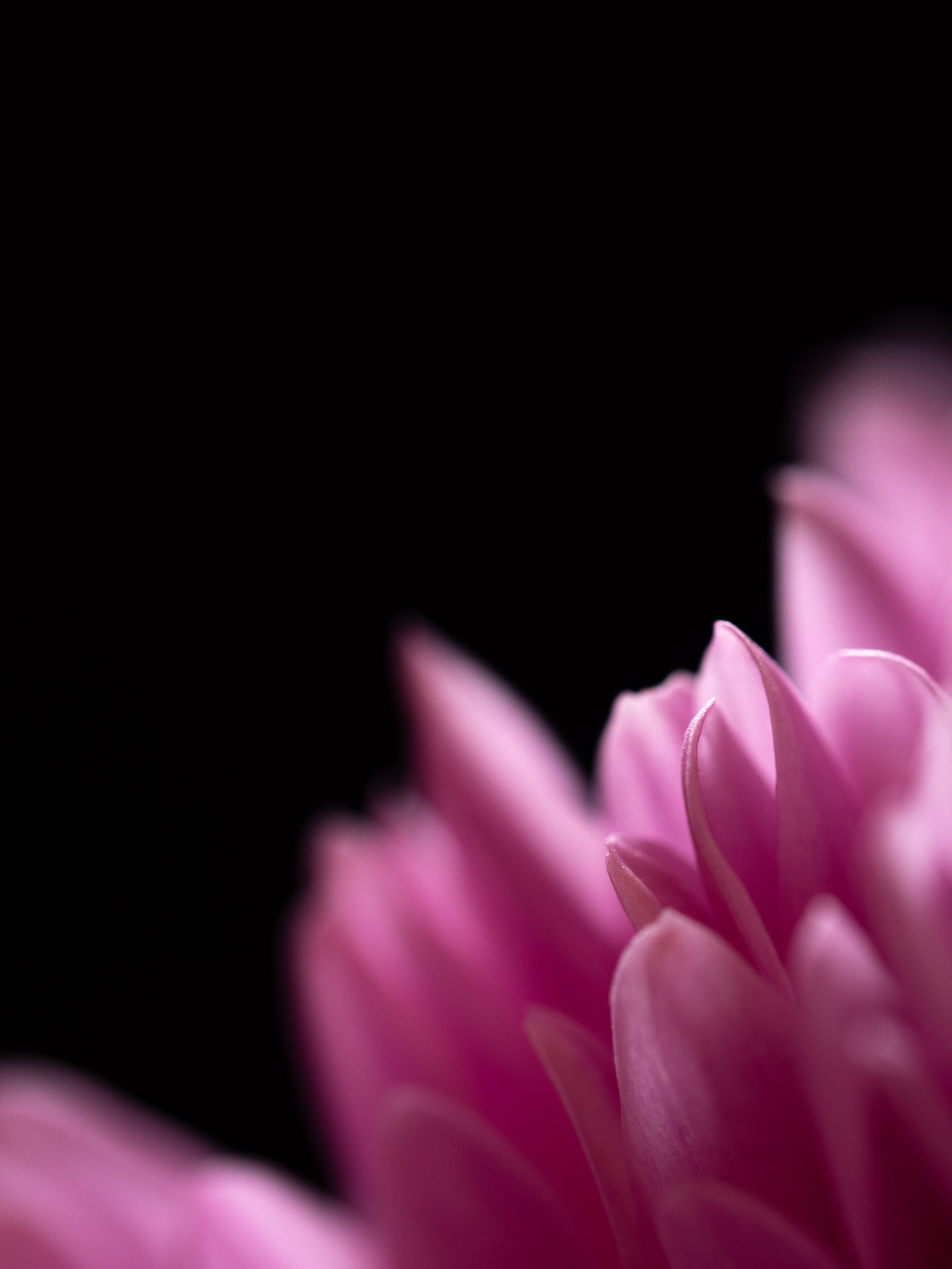 Dahlia - Pink - 06.jpg
