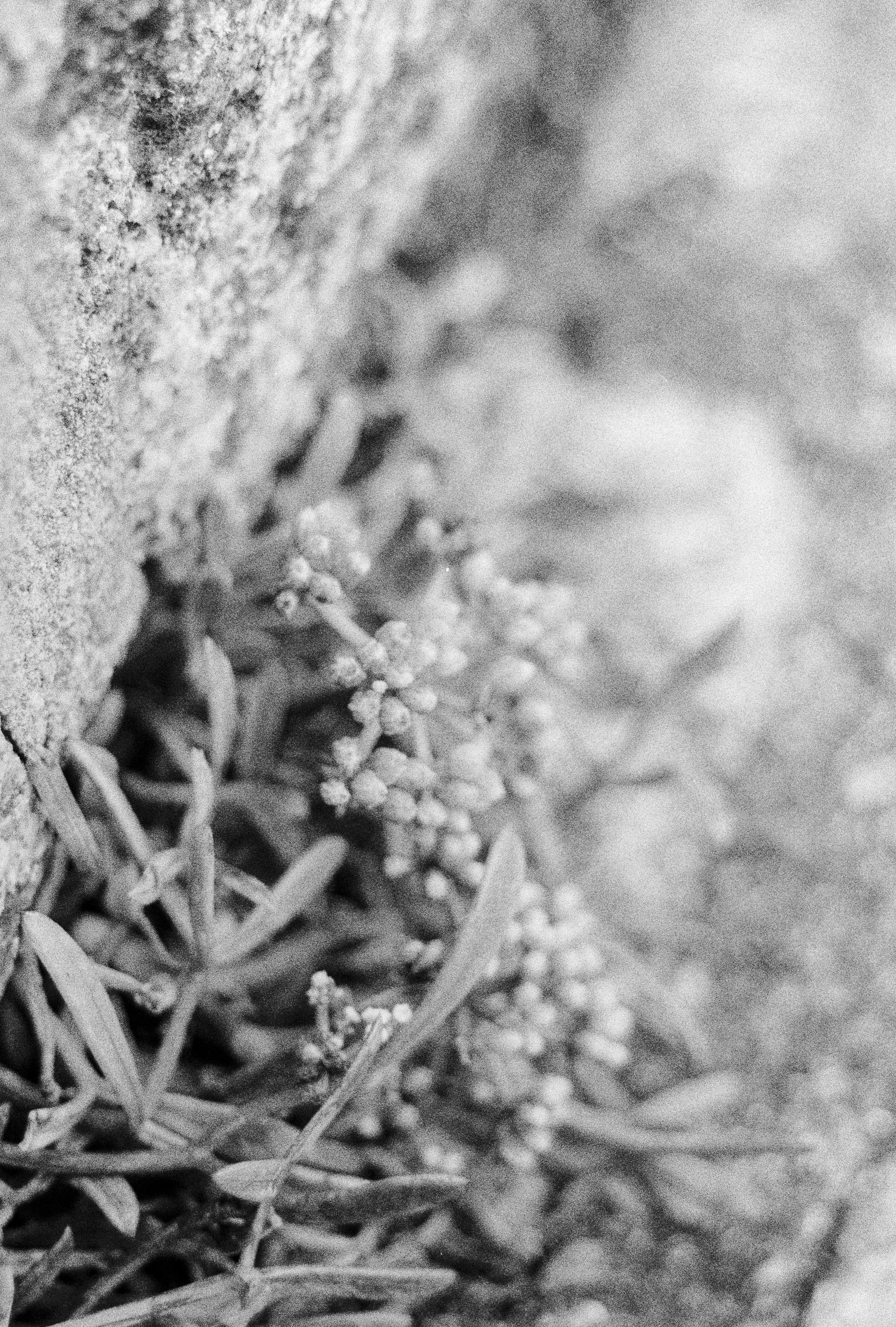 K400 B HP 260725 (29) Pentax P30T 35-70mm.jpg