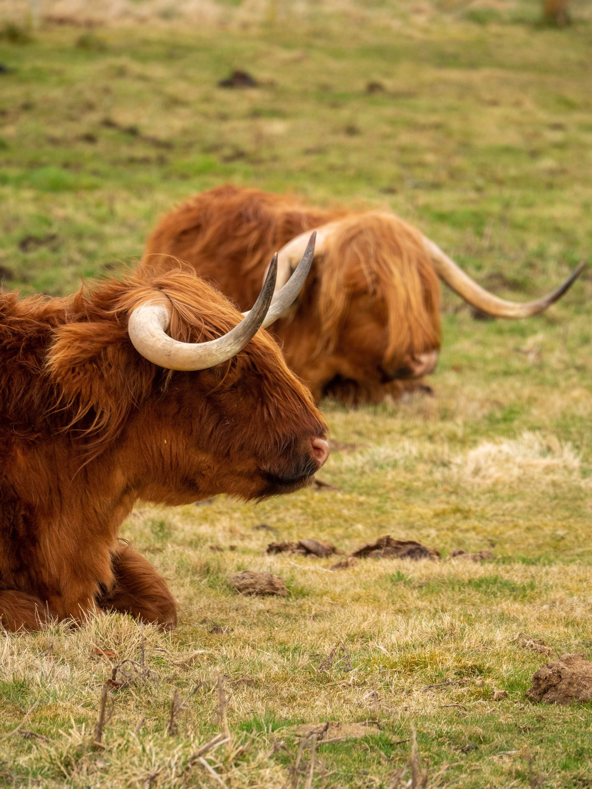 Highland Cow 06_WM.jpg