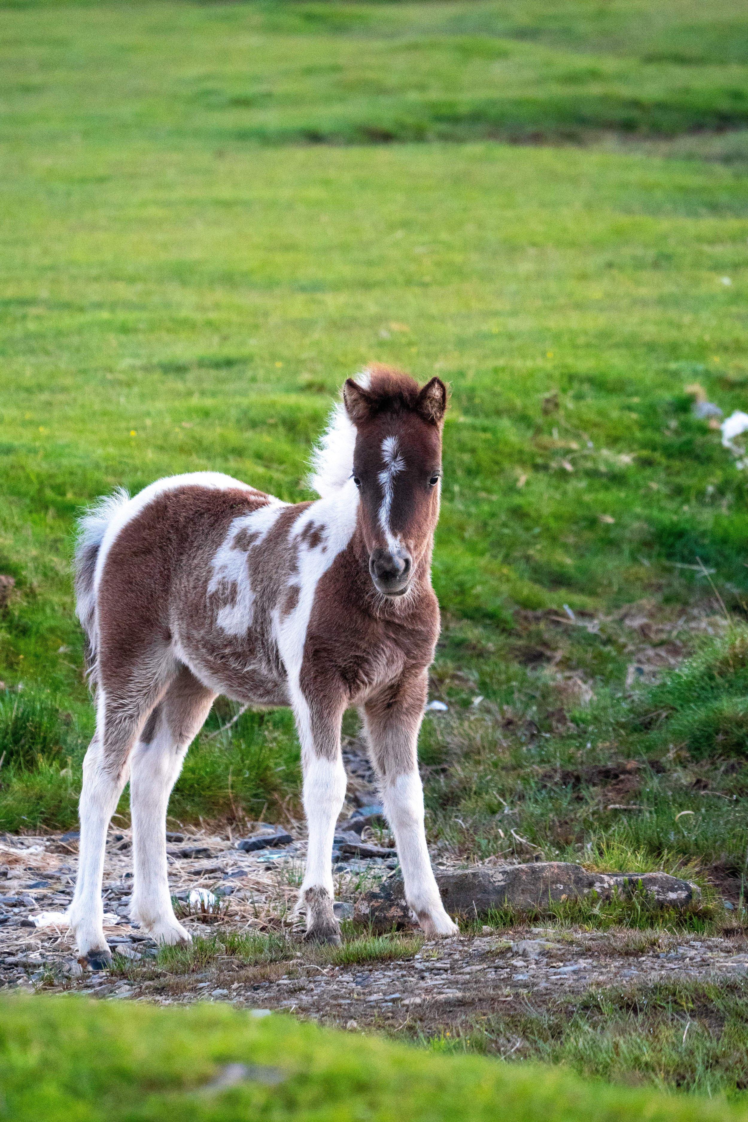 Dartmoor Ponies 30_WM.jpg