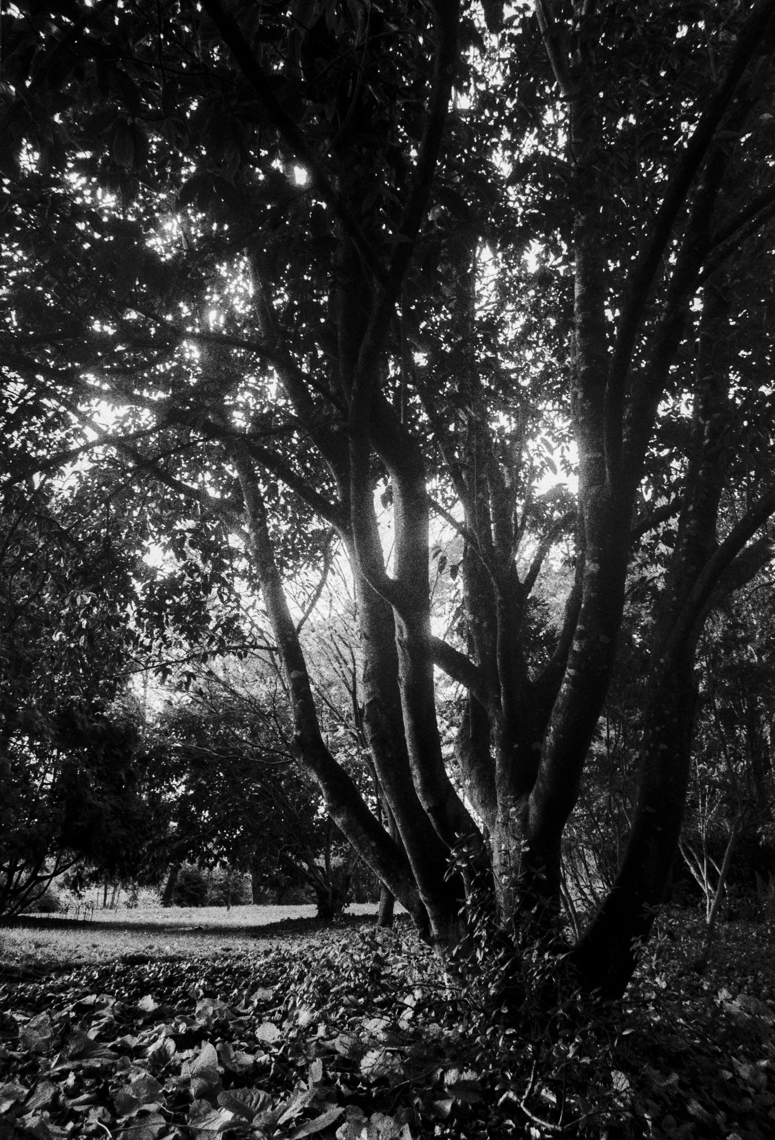 K400A 131025 (23) Olympus OM10 28mm Winder.jpg