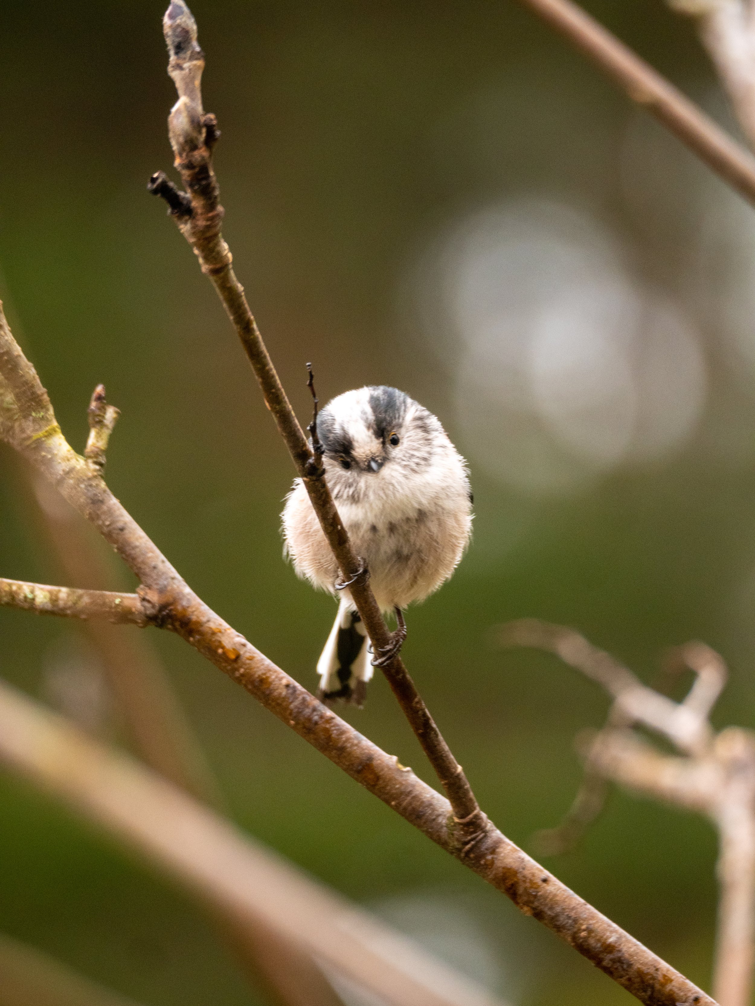 Long-Tailed Tit 04.jpg