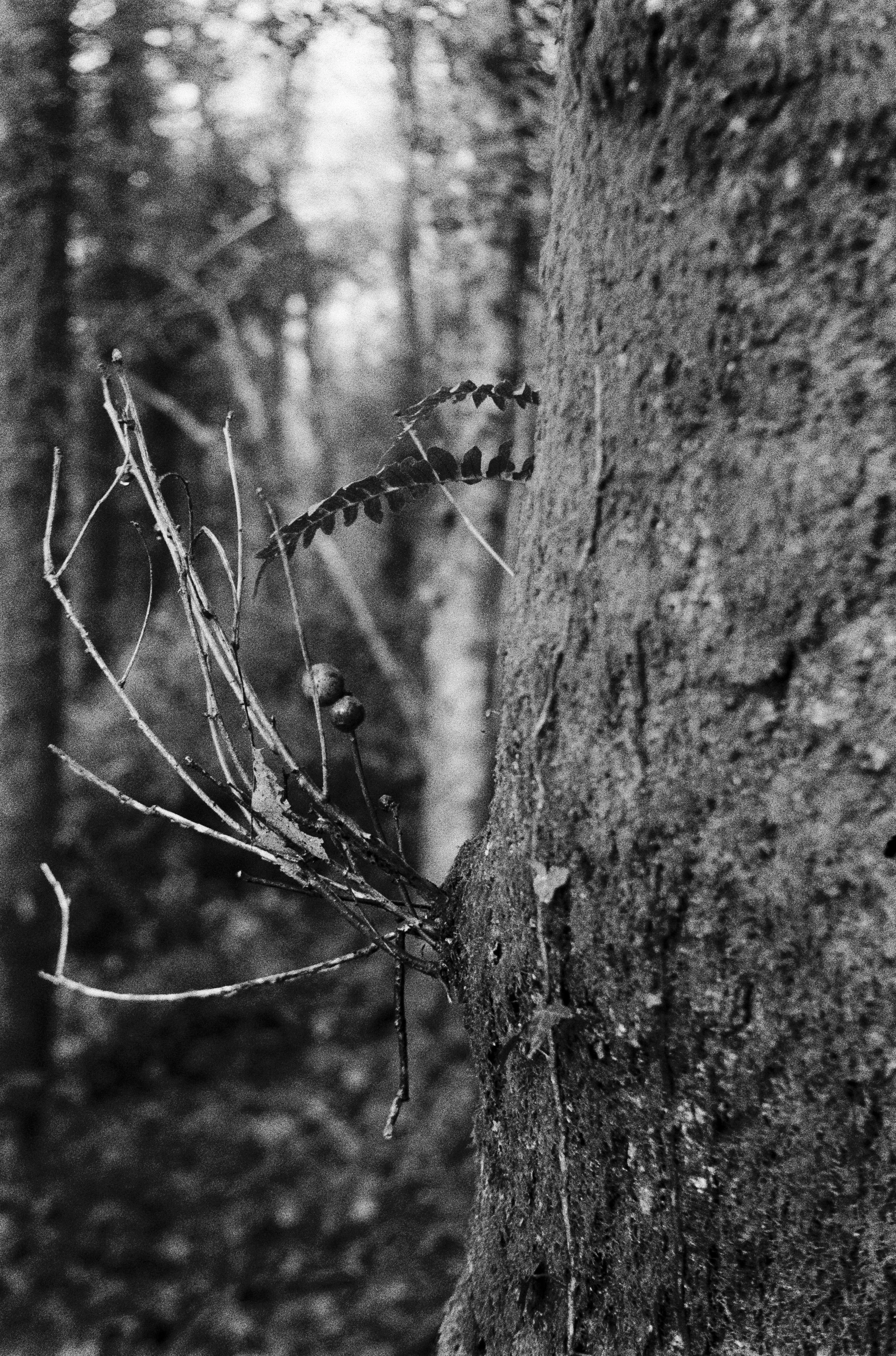 K400A 170126 (20) Yashica Minister .jpg