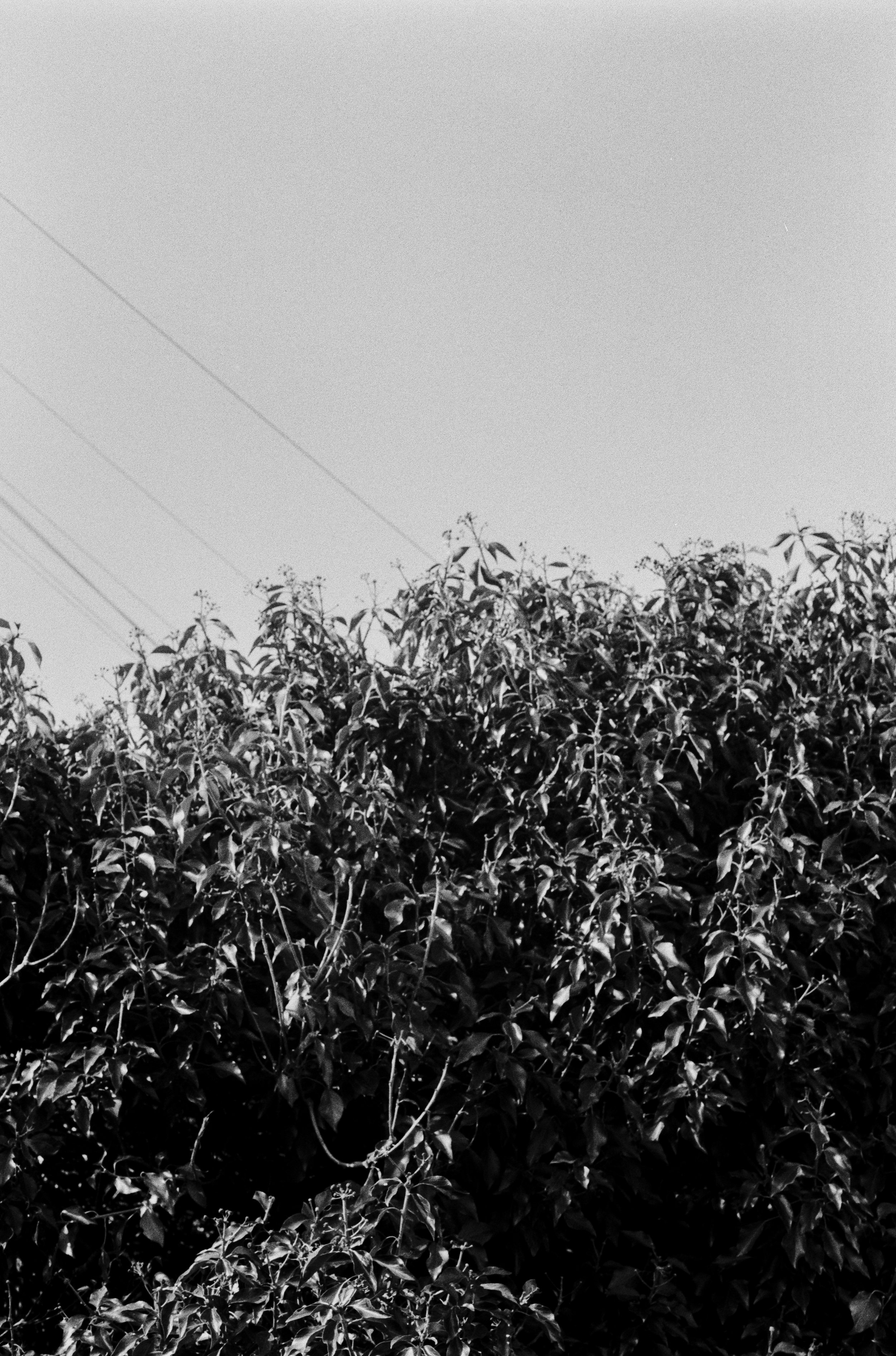 K200 A 210226 (35) Canon T50 50mm.jpg