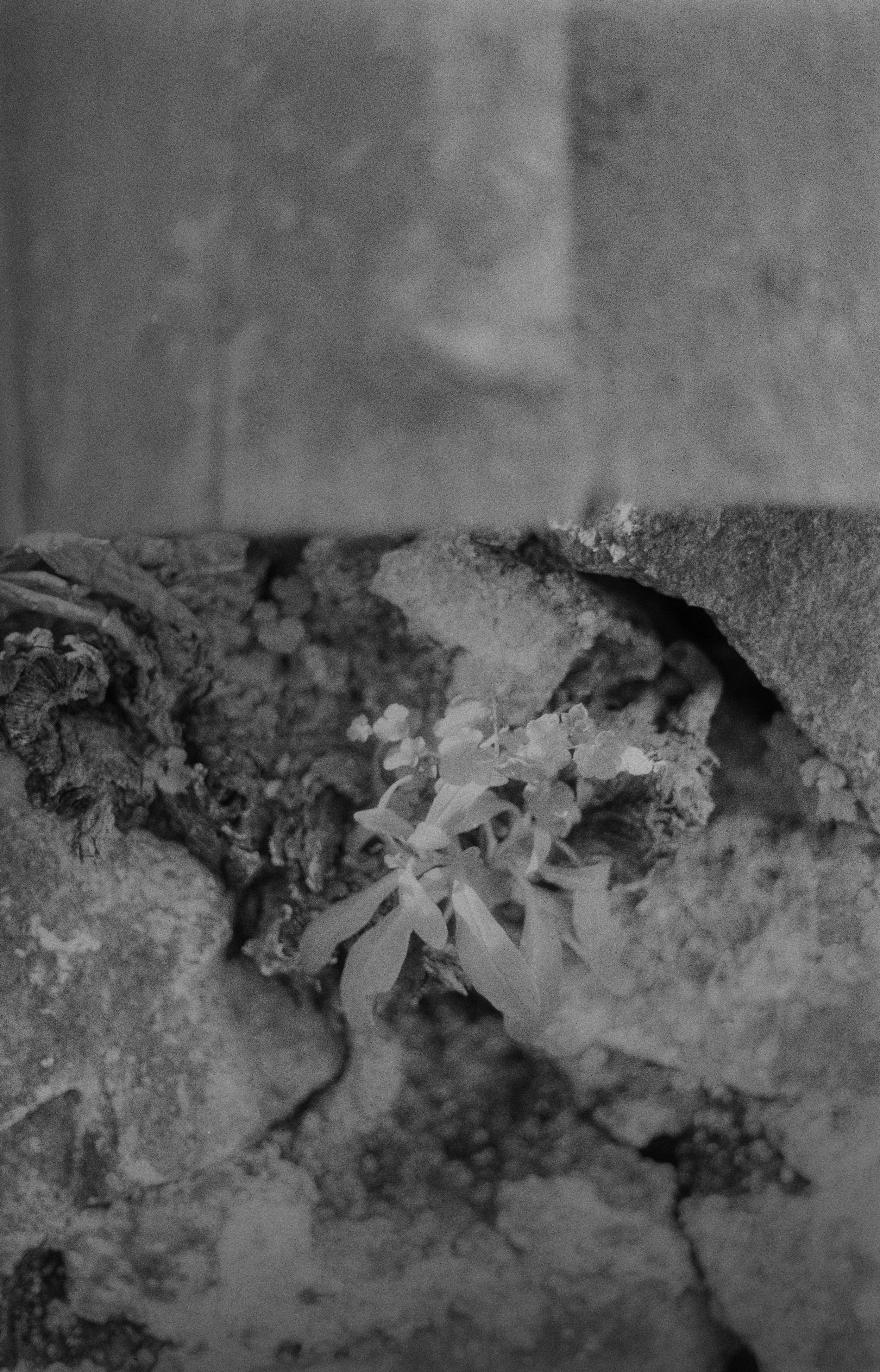 K200 A 210226 (33) Canon T50 50mm.jpg