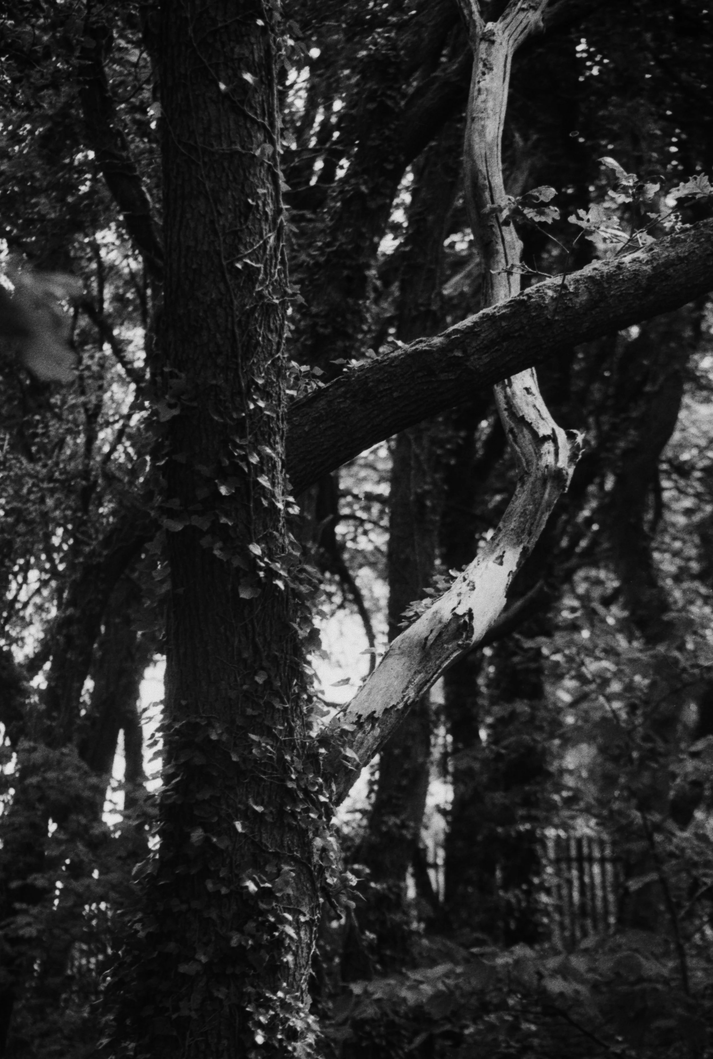 K400A 120526 (33) Canon EOS 500n Sigma 70-2100mm.jpg