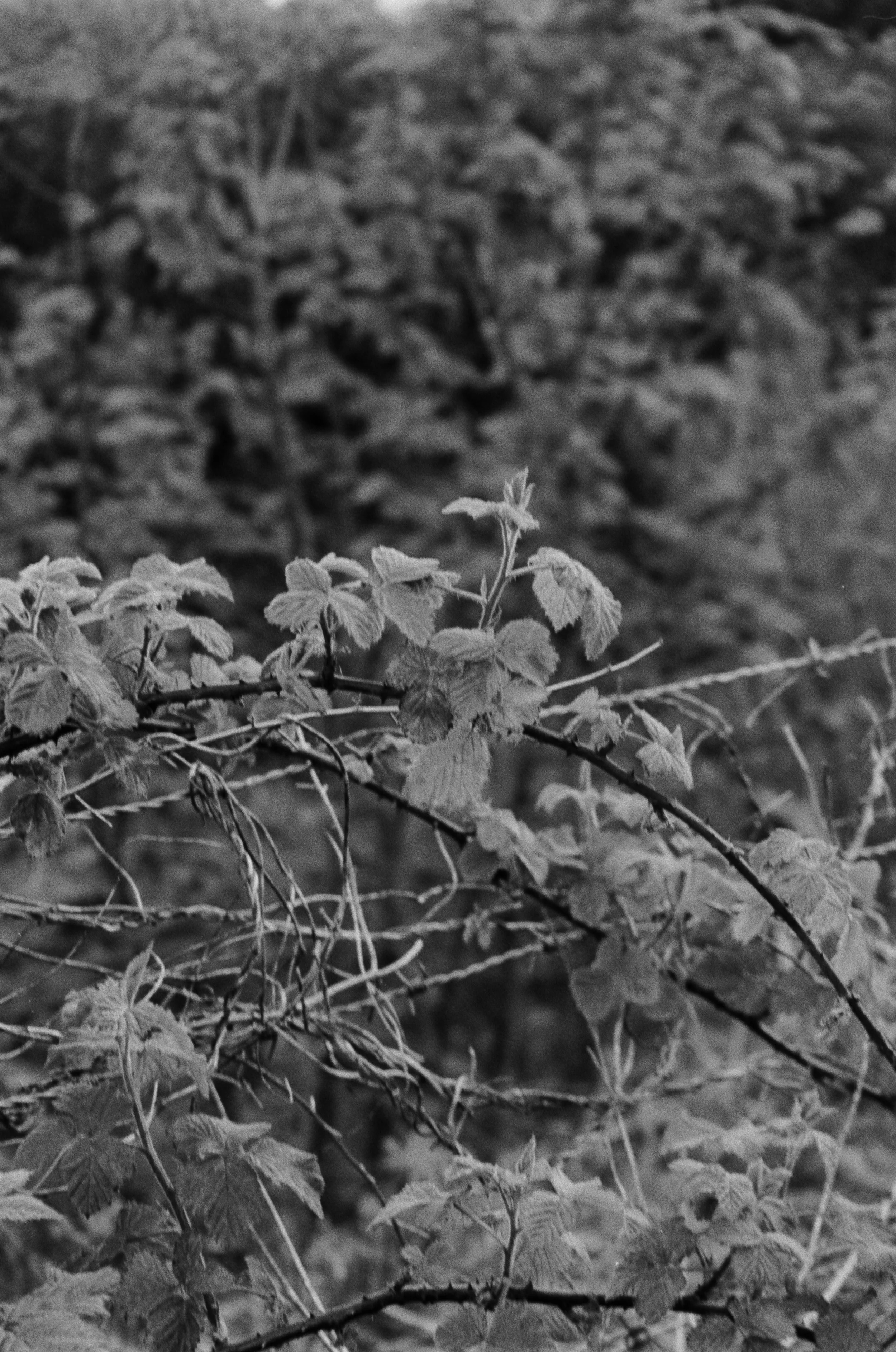K100 A 1904262 (10) Pentax Espio 928.jpg