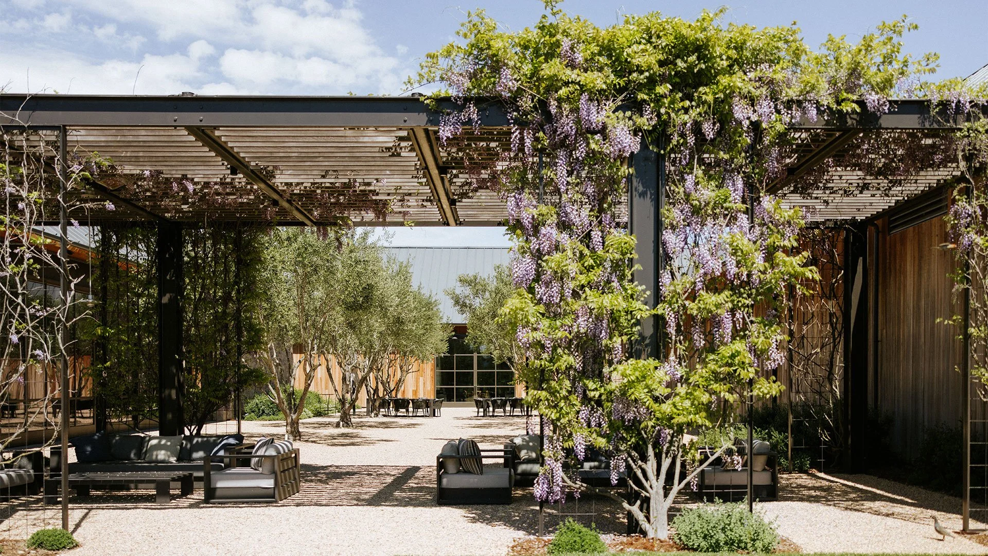 Flowering vines and olive trees in the courtyard at Brave & Maiden Estate in Santa Ynez