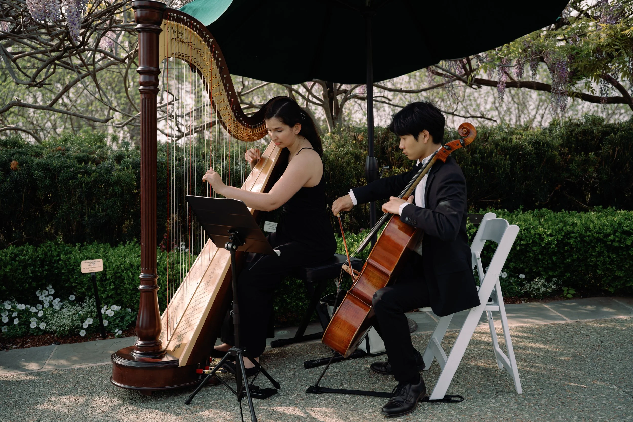 Pink Mozart harp and cello duo at Dallas Arboretum and Botanical Garden in Dallas, Texas