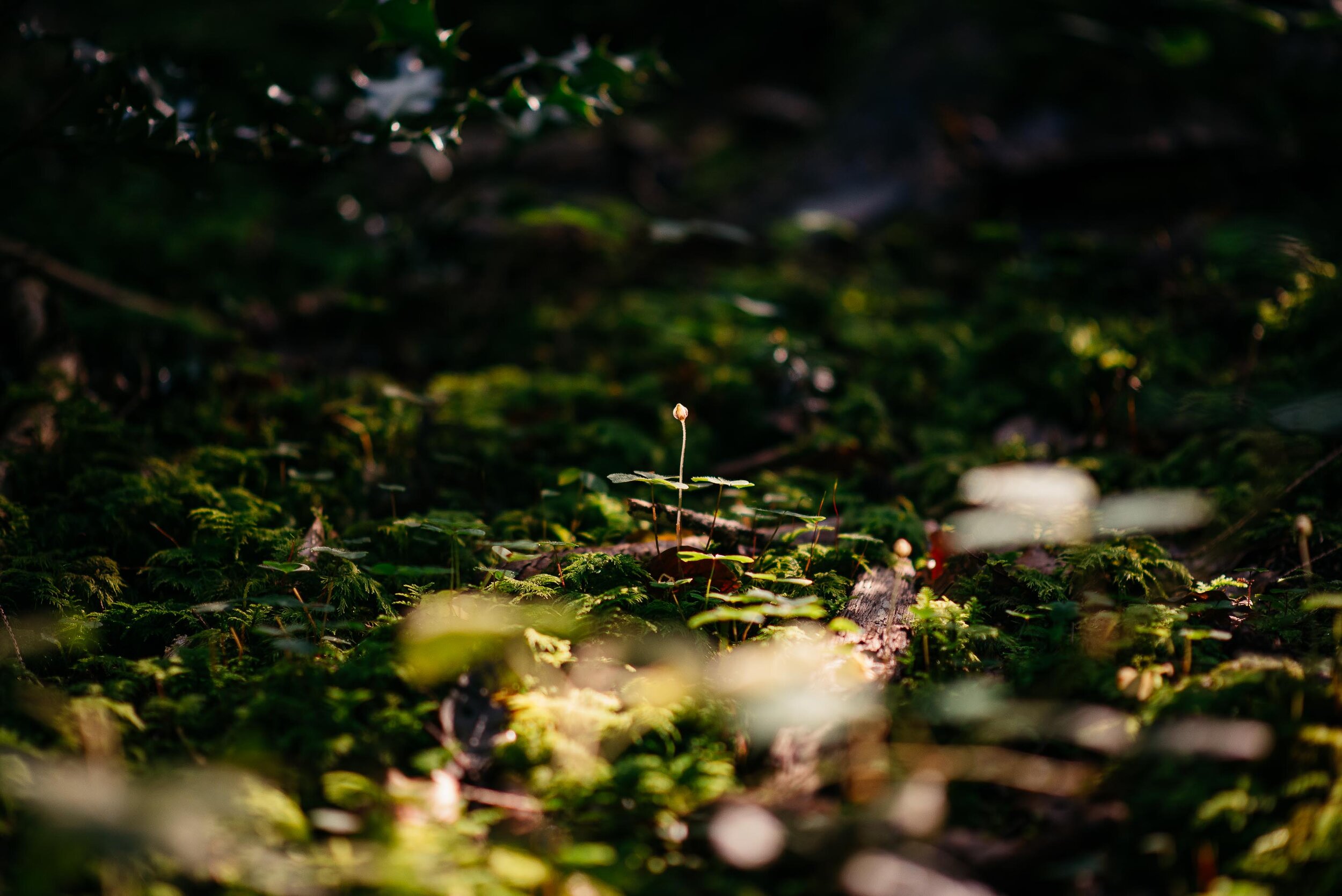 PersServ Wald-152.jpg