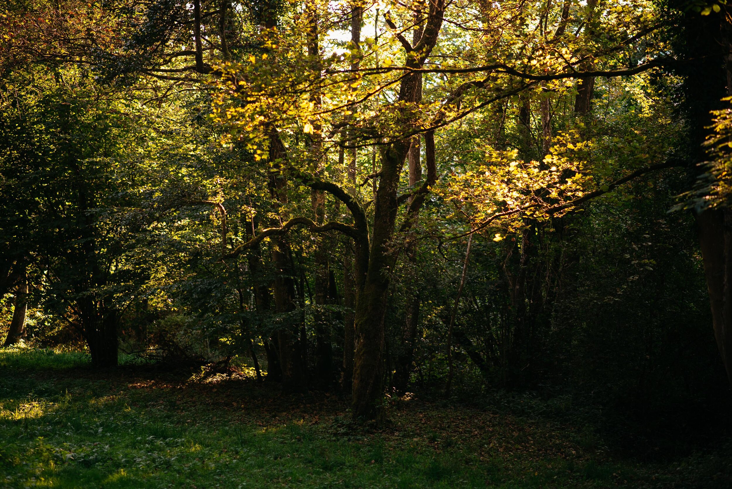 PersServ Wald-86.jpg